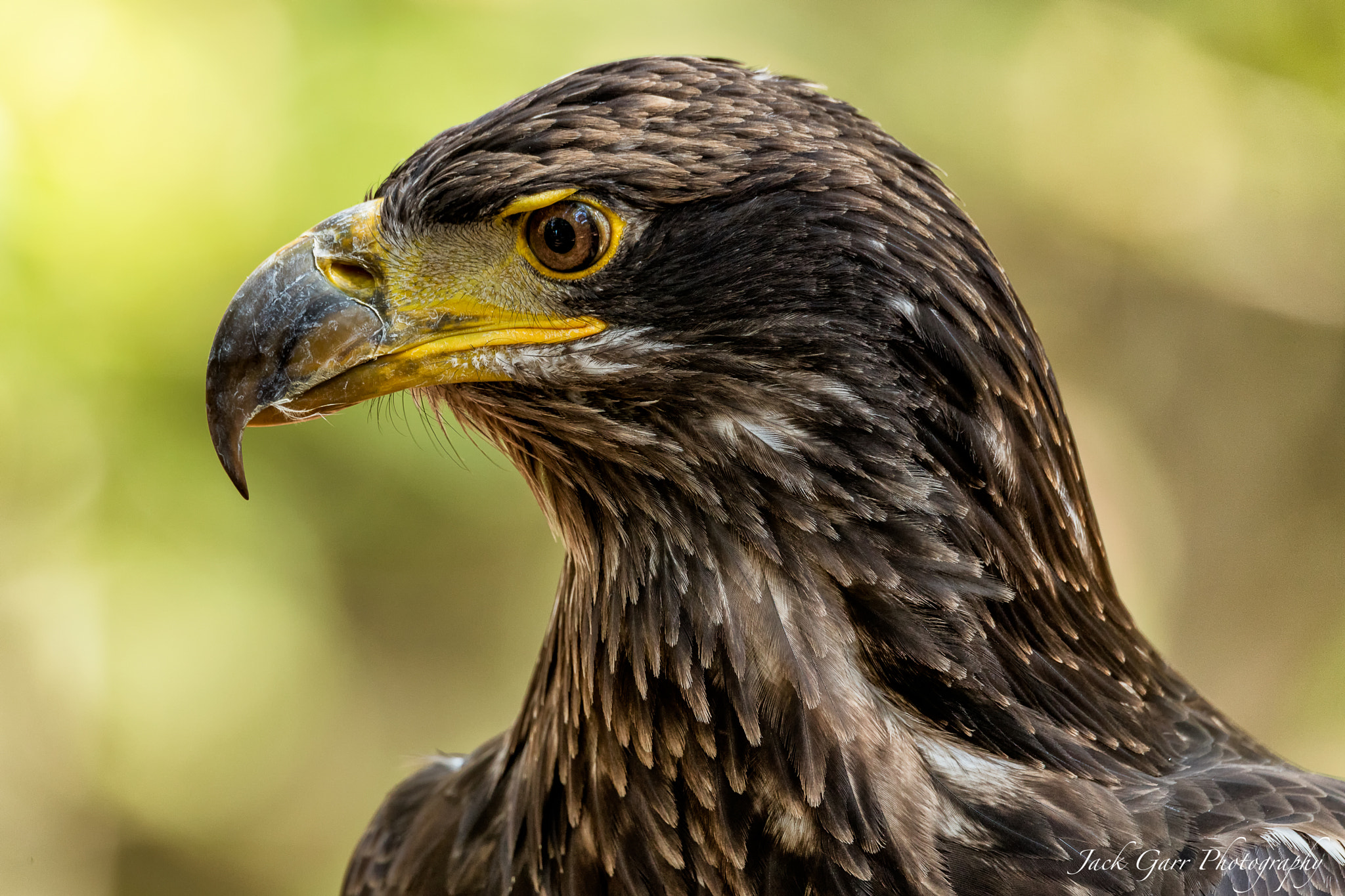 150-600mm F5-6.3 DG OS HSM | Sports 014 sample photo. Juvenile bald eagle profile photography