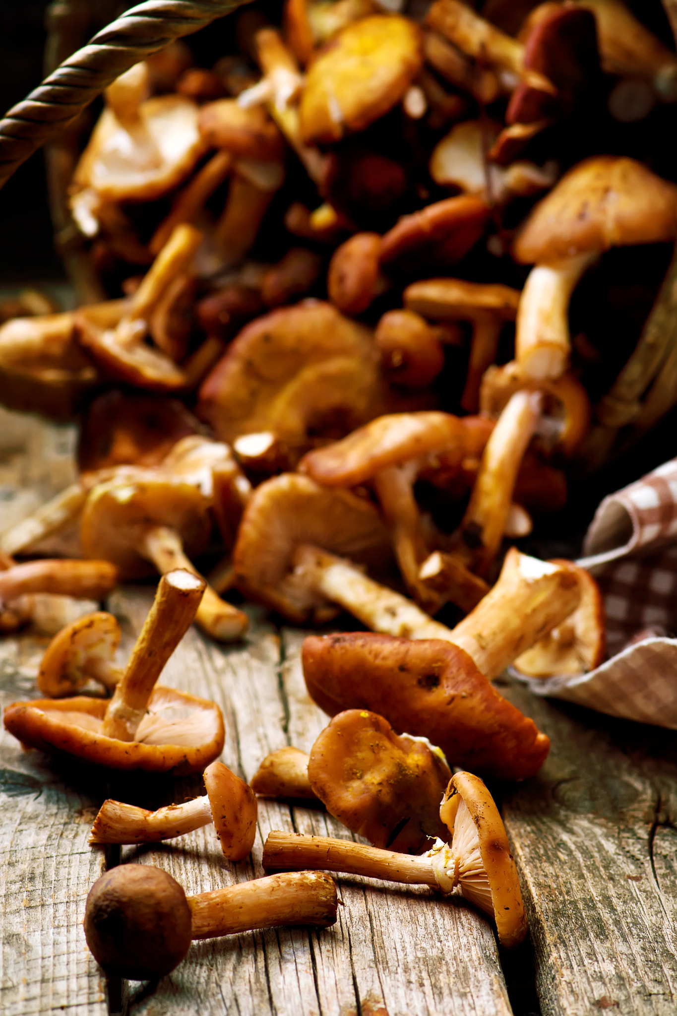 Nikon AF-S Micro-Nikkor 105mm F2.8G IF-ED VR sample photo. Honey fungus photography