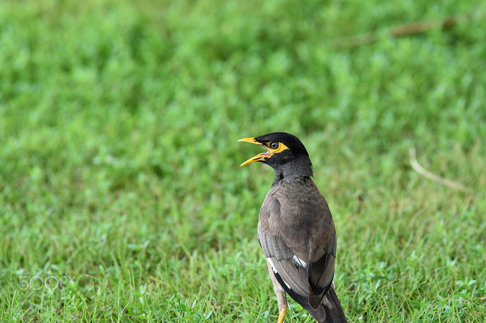 Tamron SP 70-200mm F2.8 Di VC USD sample photo. Miná común/common myna (acridotheres tristis) photography