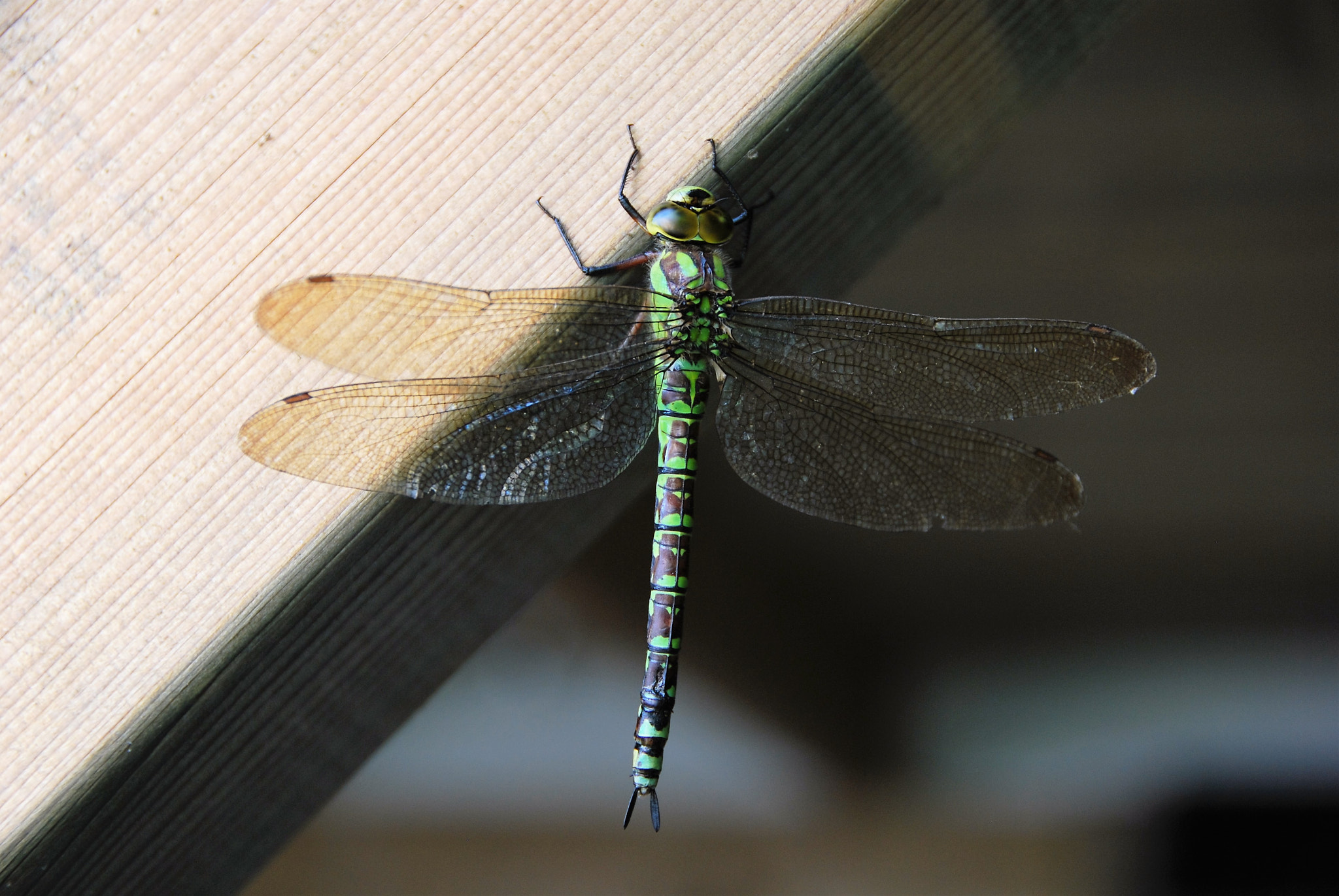 Nikon D60 + Nikon AF-S DX Nikkor 18-200mm F3.5-5.6G ED VR II sample photo. Southern hawker on wood photography