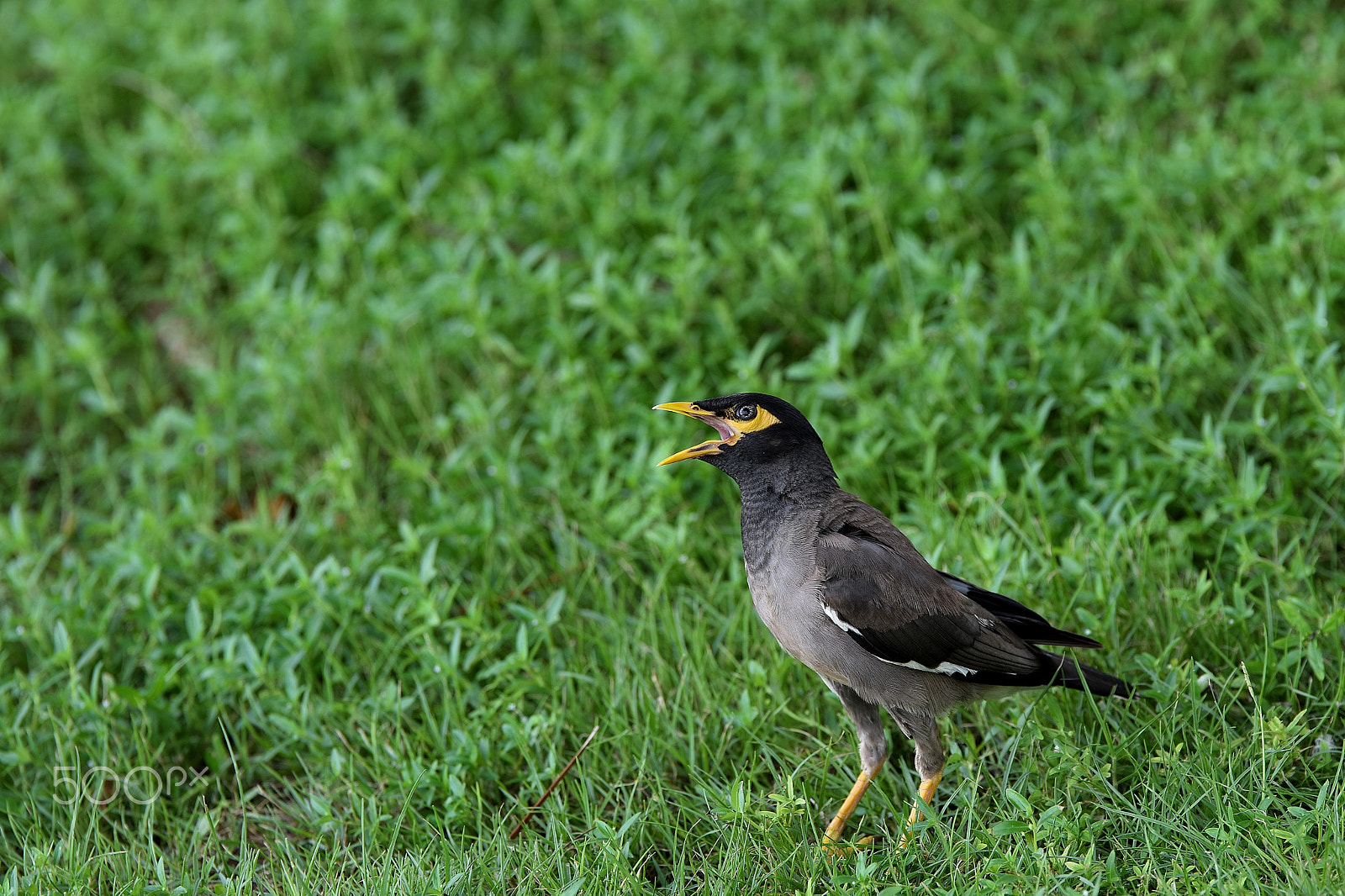 Tamron SP 70-200mm F2.8 Di VC USD sample photo. Miná común/common myna (acridotheres tristis) photography