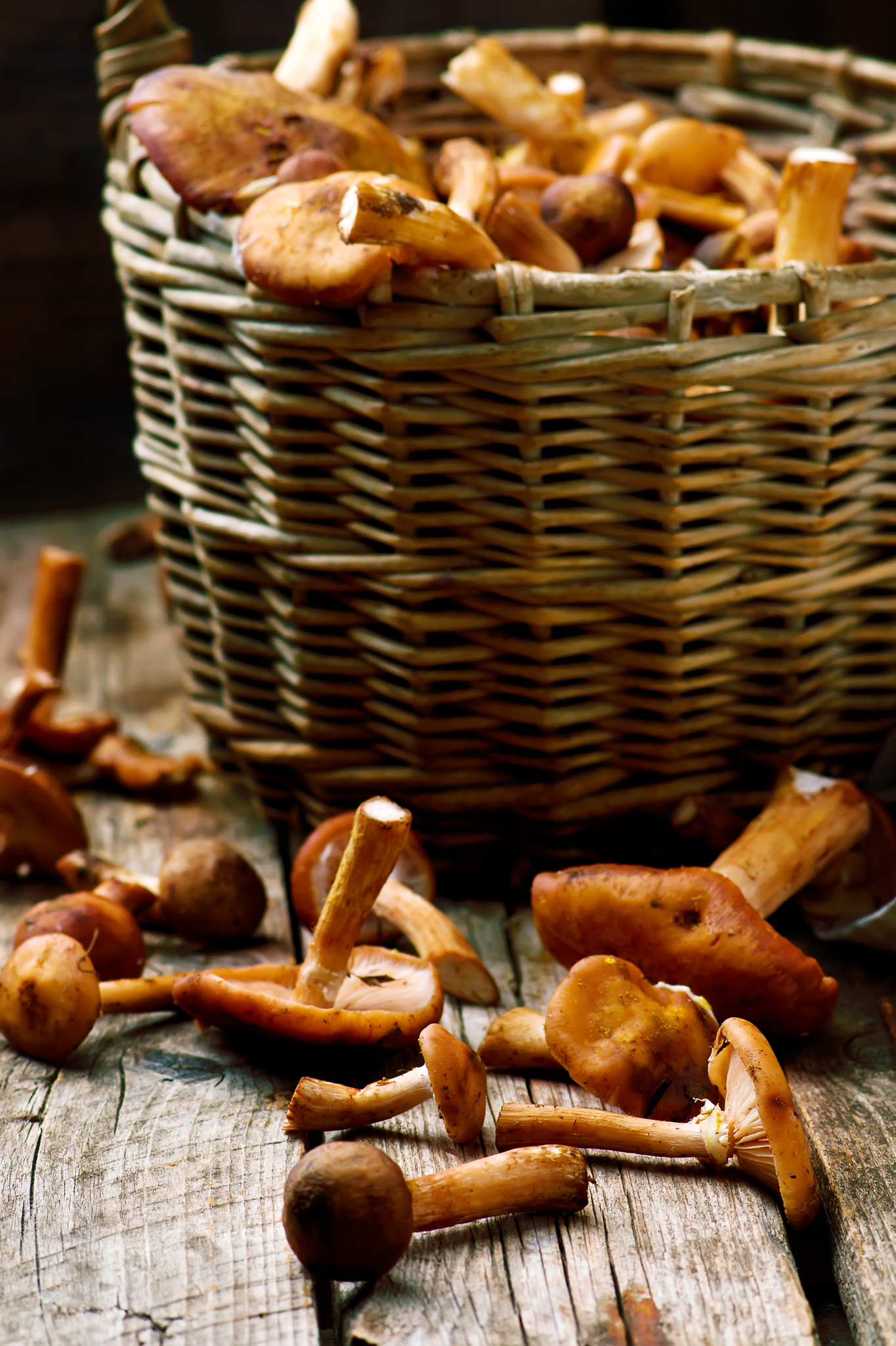 Nikon AF-S Micro-Nikkor 105mm F2.8G IF-ED VR sample photo. Honey fungus  on an old wooden table photography