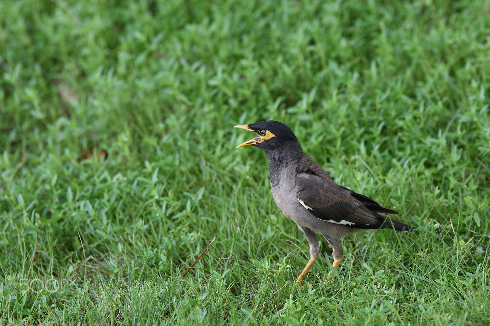 Tamron SP 70-200mm F2.8 Di VC USD sample photo. Miná común/common myna (acridotheres tristis) photography
