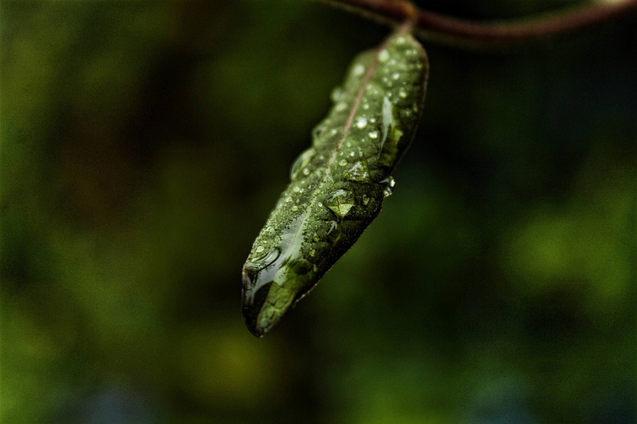 Canon EOS 1100D (EOS Rebel T3 / EOS Kiss X50) + Canon EF 50mm f/1.8 sample photo. Raindrops photography