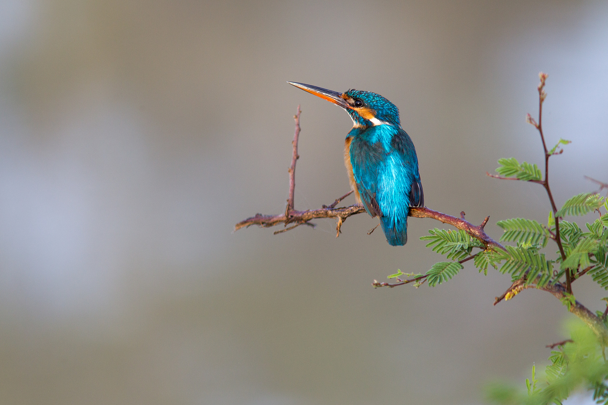 Canon EF 300mm F4L IS USM sample photo. On the branch photography