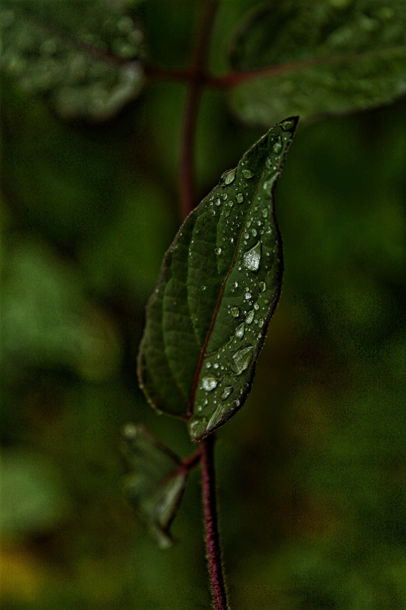 Canon EOS 1100D (EOS Rebel T3 / EOS Kiss X50) + Canon EF 50mm f/1.8 sample photo. Raindrops photography