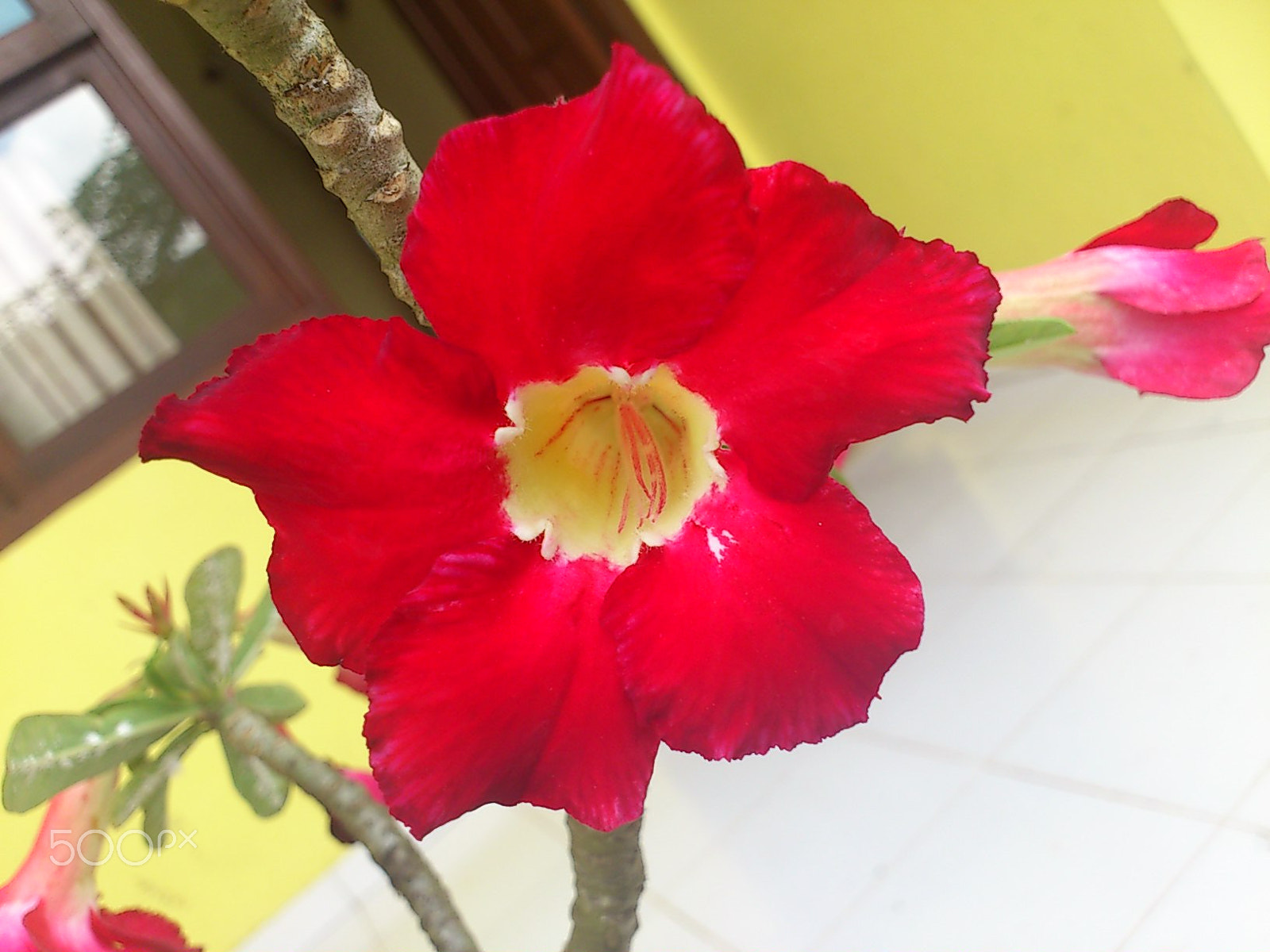 Sony Ericsson Xperia ray sample photo. My red aglonema photography