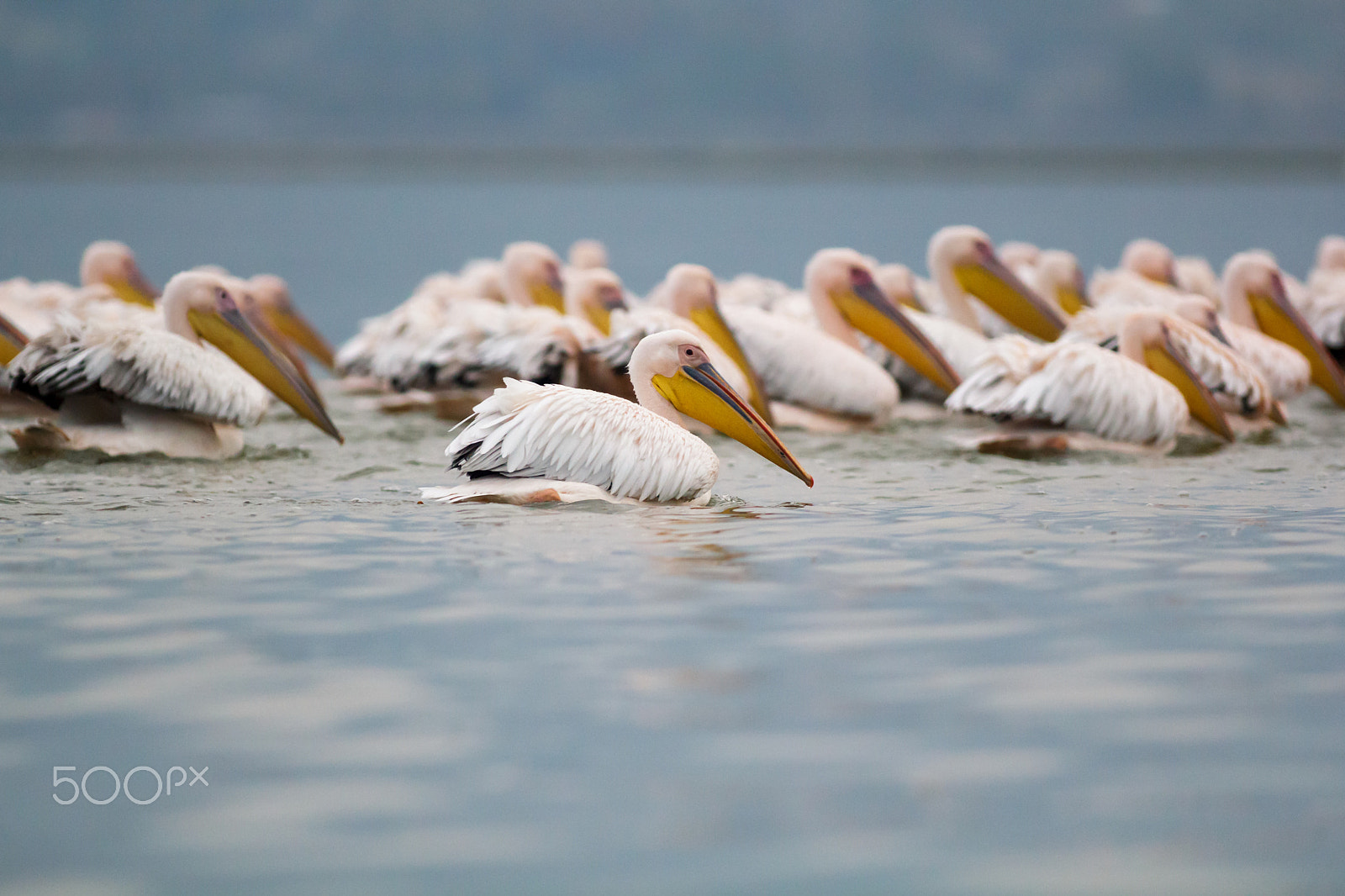 Canon EOS 550D (EOS Rebel T2i / EOS Kiss X4) + Canon EF 300mm f/2.8L sample photo. Pelicans photography