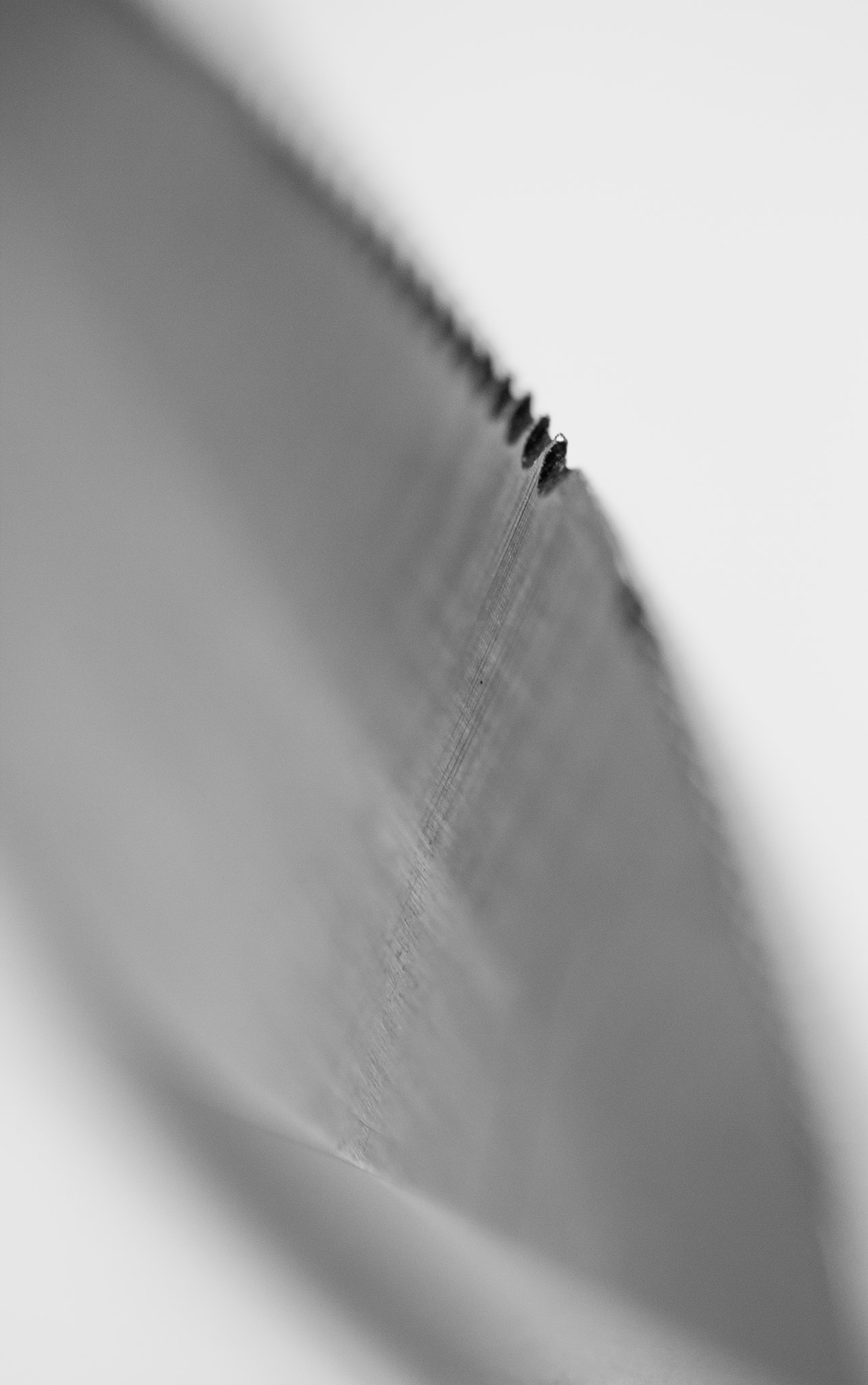 Canon EF-S 60mm F2.8 Macro USM sample photo. Cutting teeth photography