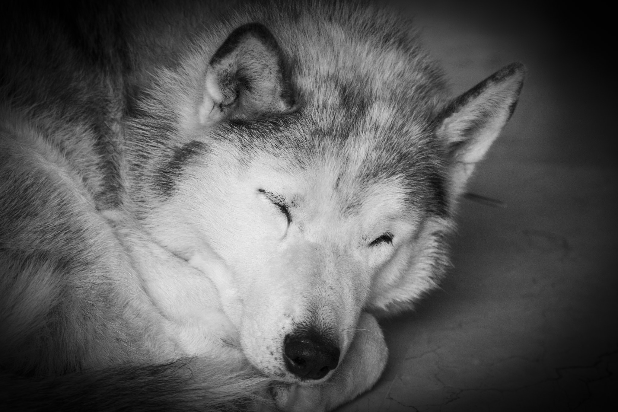 Sigma 70-200mm F2.8 EX DG OS HSM sample photo. Siberian husky sleeping photography