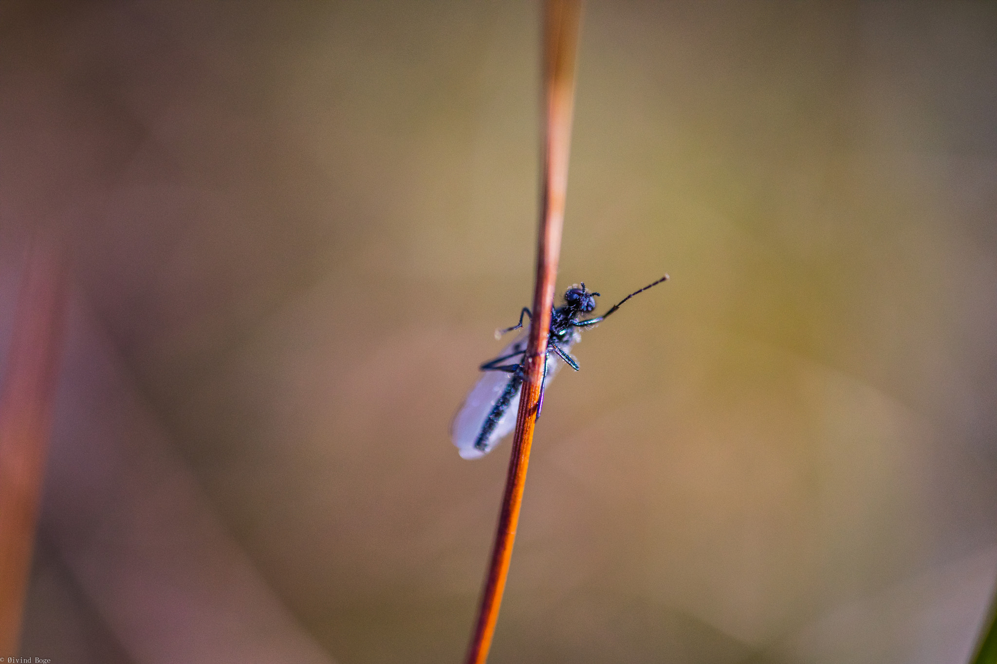 Canon MP-E 65mm F2.5 1-5x Macro Photo sample photo. Hello from the tiny world photography