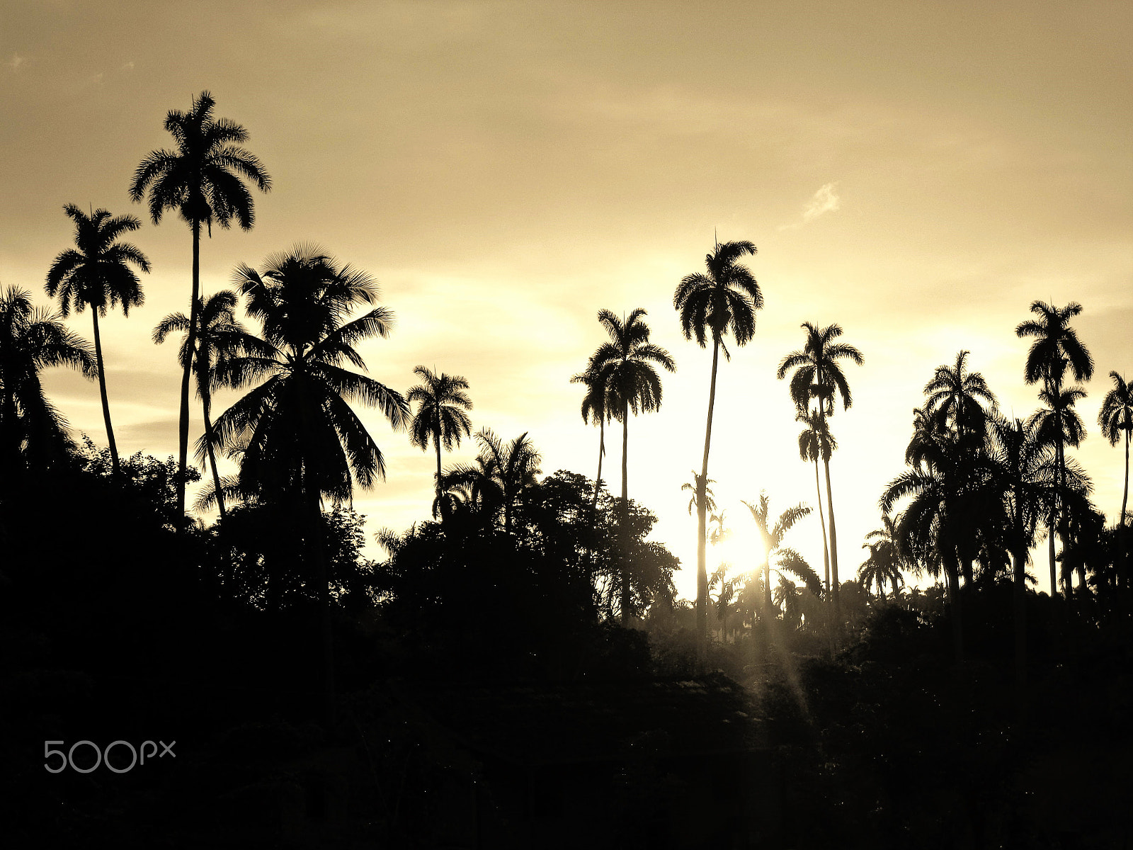 Sony DSC-W650 sample photo. Cuban palms photography