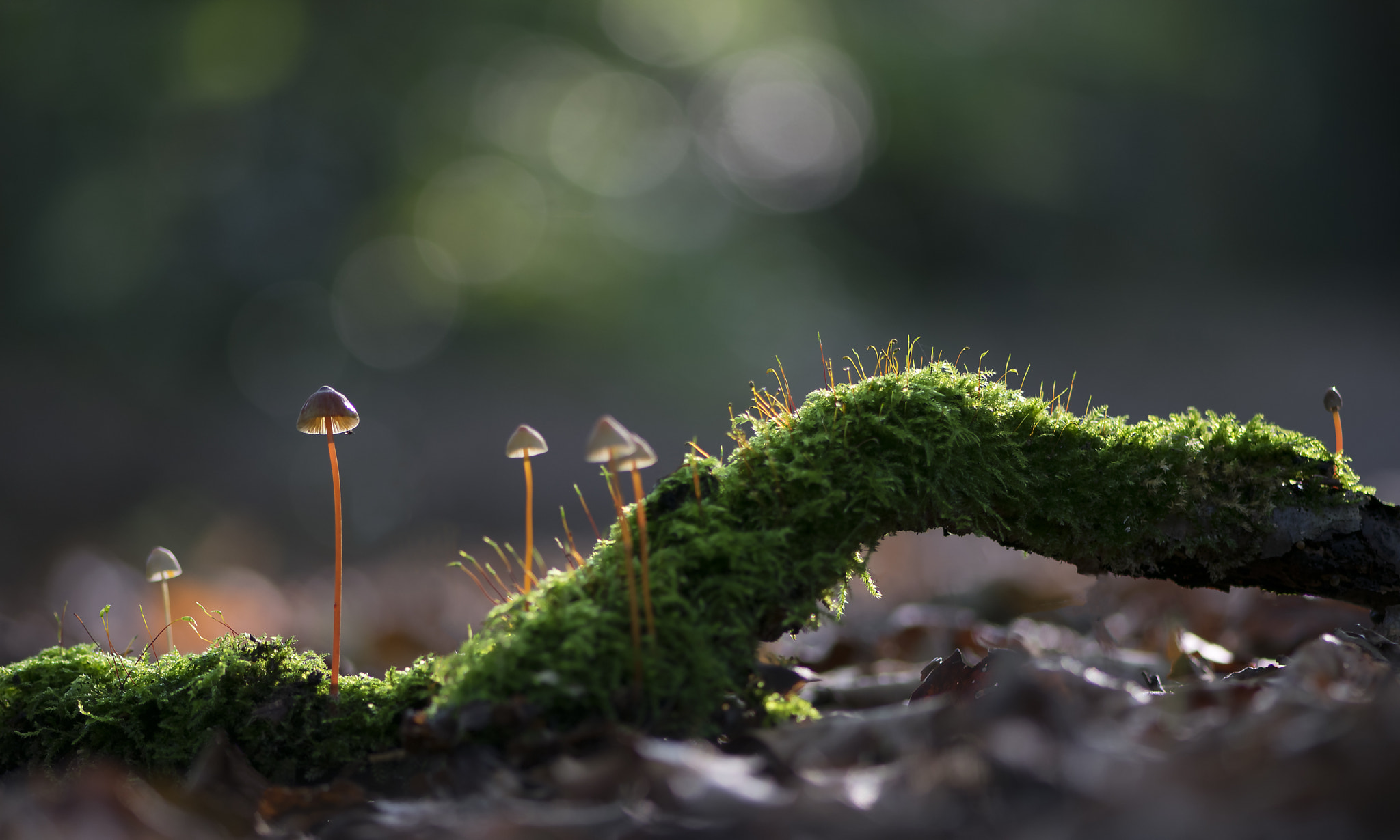 Nikon AF-S Micro-Nikkor 105mm F2.8G IF-ED VR sample photo. Tiny mushrooms photography