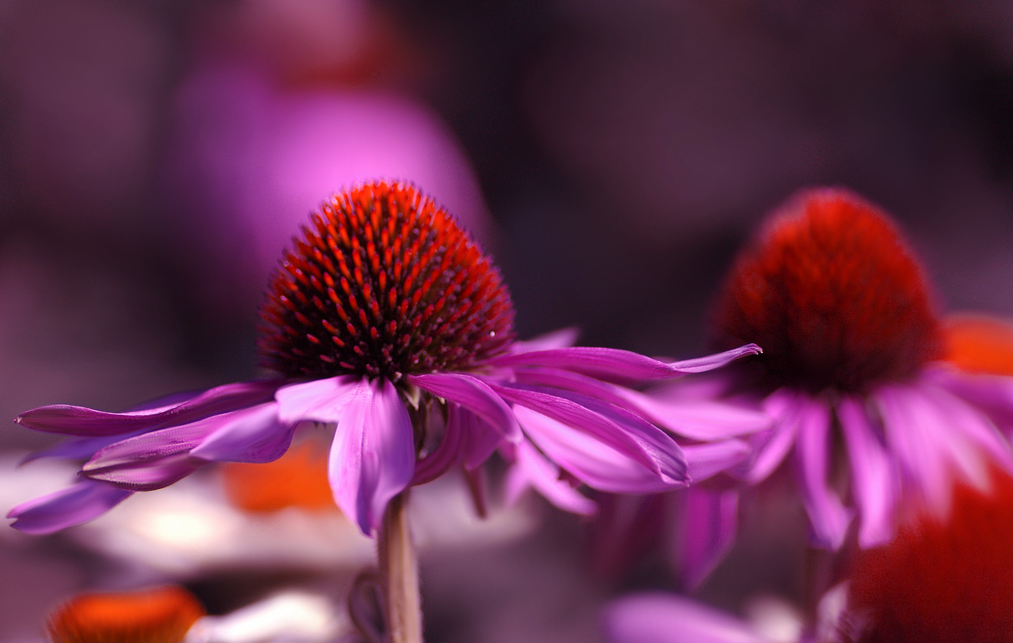 Canon EOS 60D + Tamron SP AF 90mm F2.8 Di Macro sample photo. Cr photography