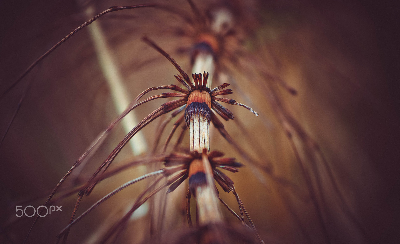 NX 60mm F2.8 Macro sample photo. Equisetum photography