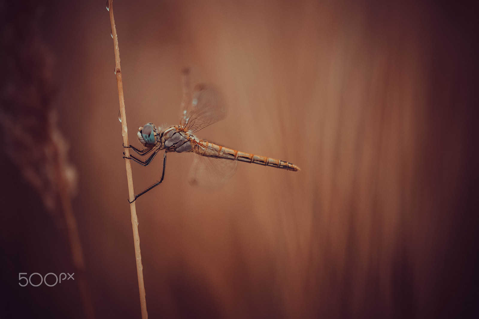 NX 60mm F2.8 Macro sample photo. Dragonfly 2 photography