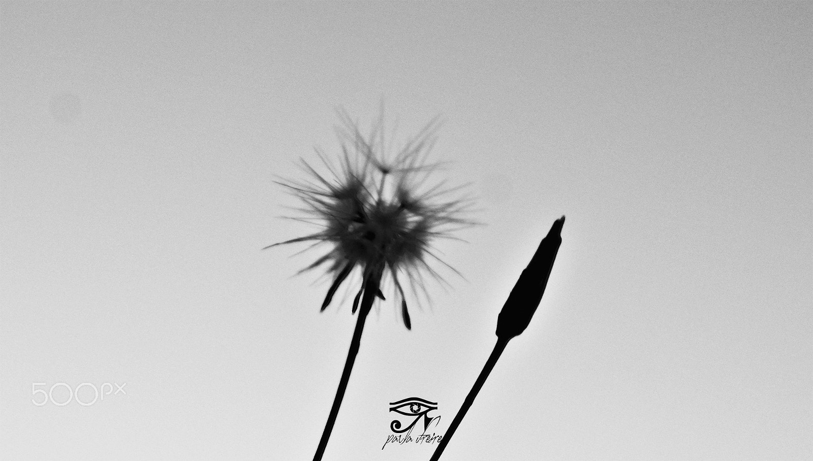 Canon EF 28-105mm f/3.5-4.5 USM sample photo. Dadelion photography