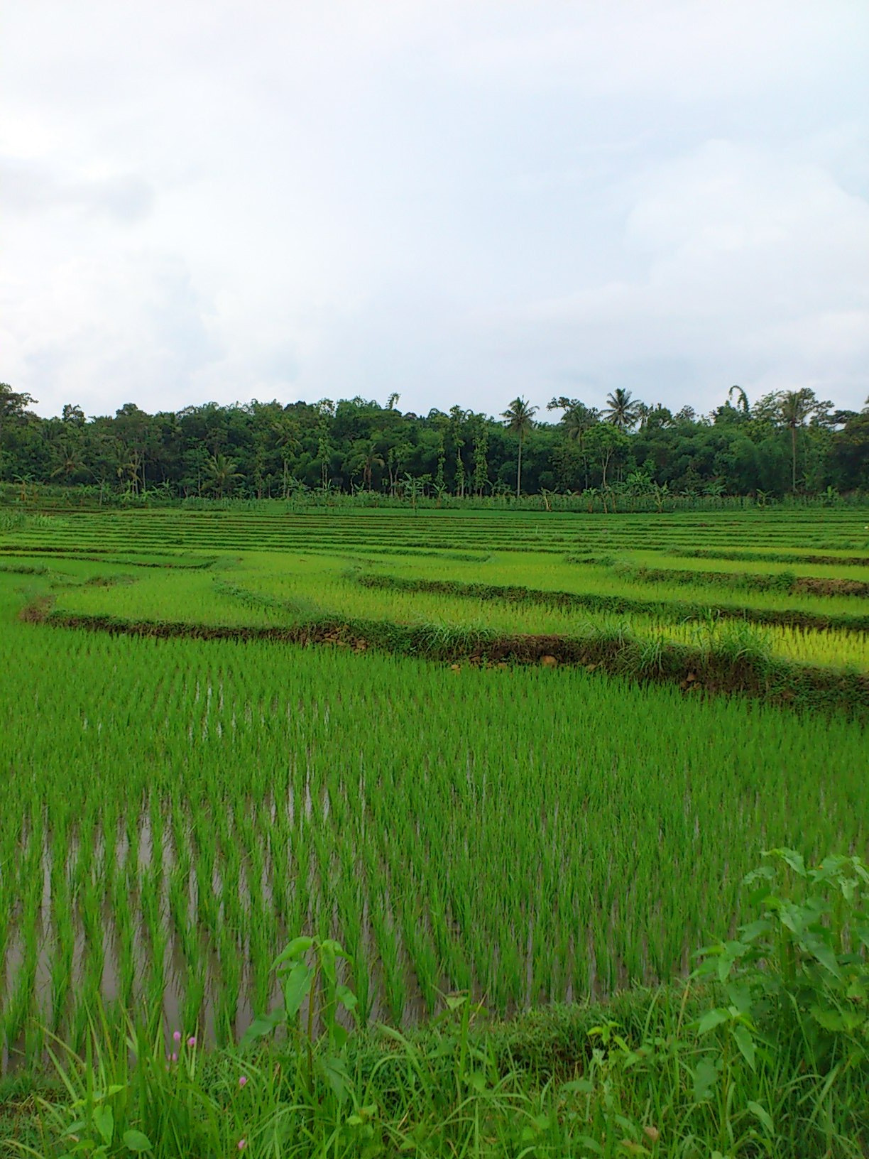 Sony Ericsson Xperia ray sample photo. Rice plants photography