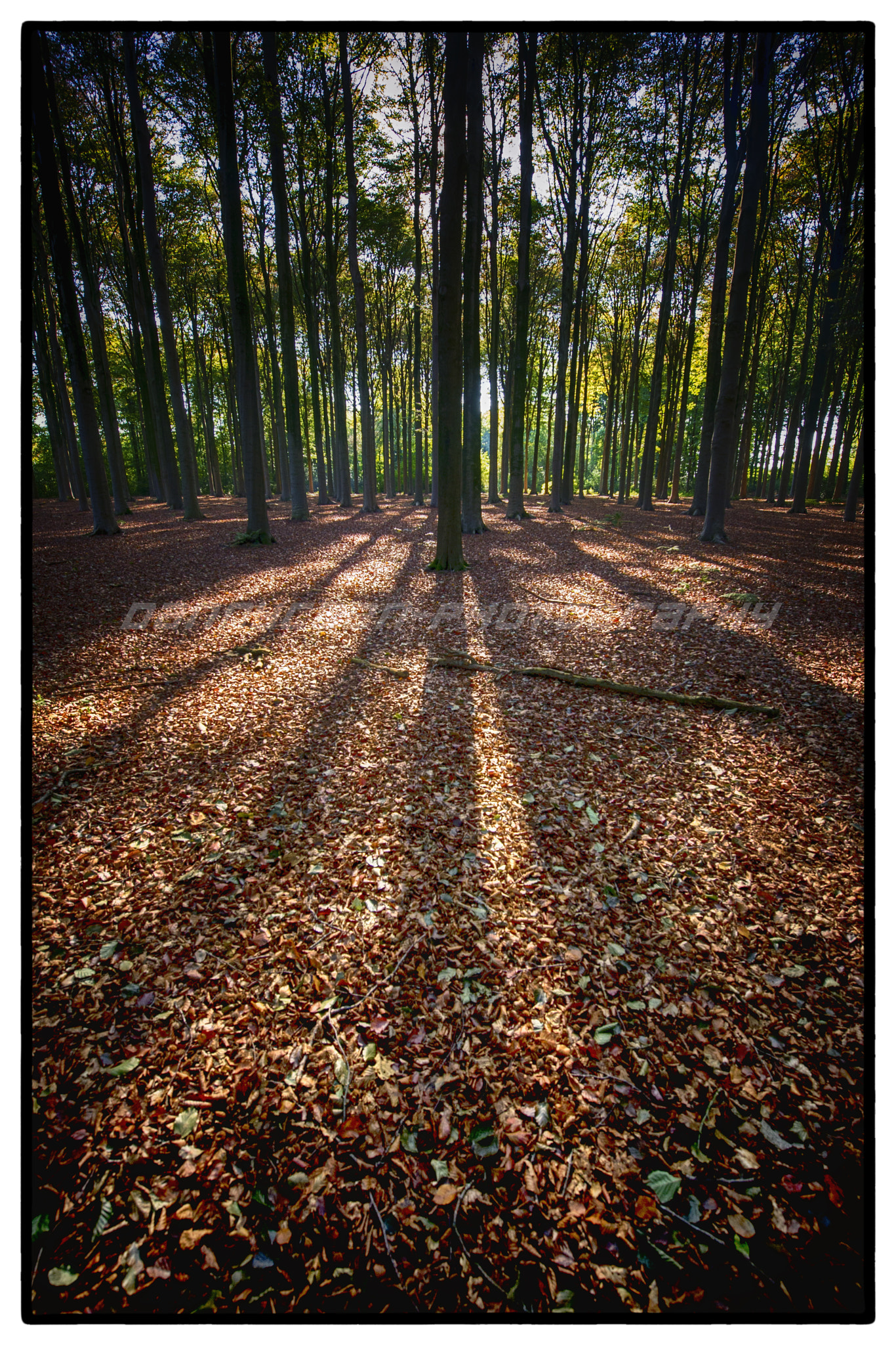 Nikon D3S sample photo. Autumn falls ... photography