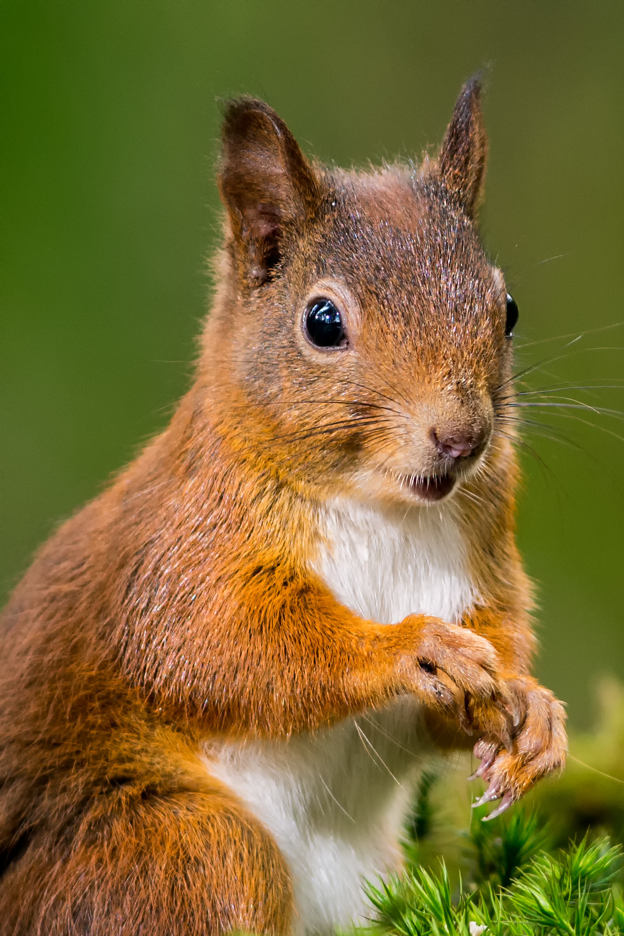 Nikon AF-S Nikkor 300mm F2.8G ED VR II sample photo. Squirrel photography