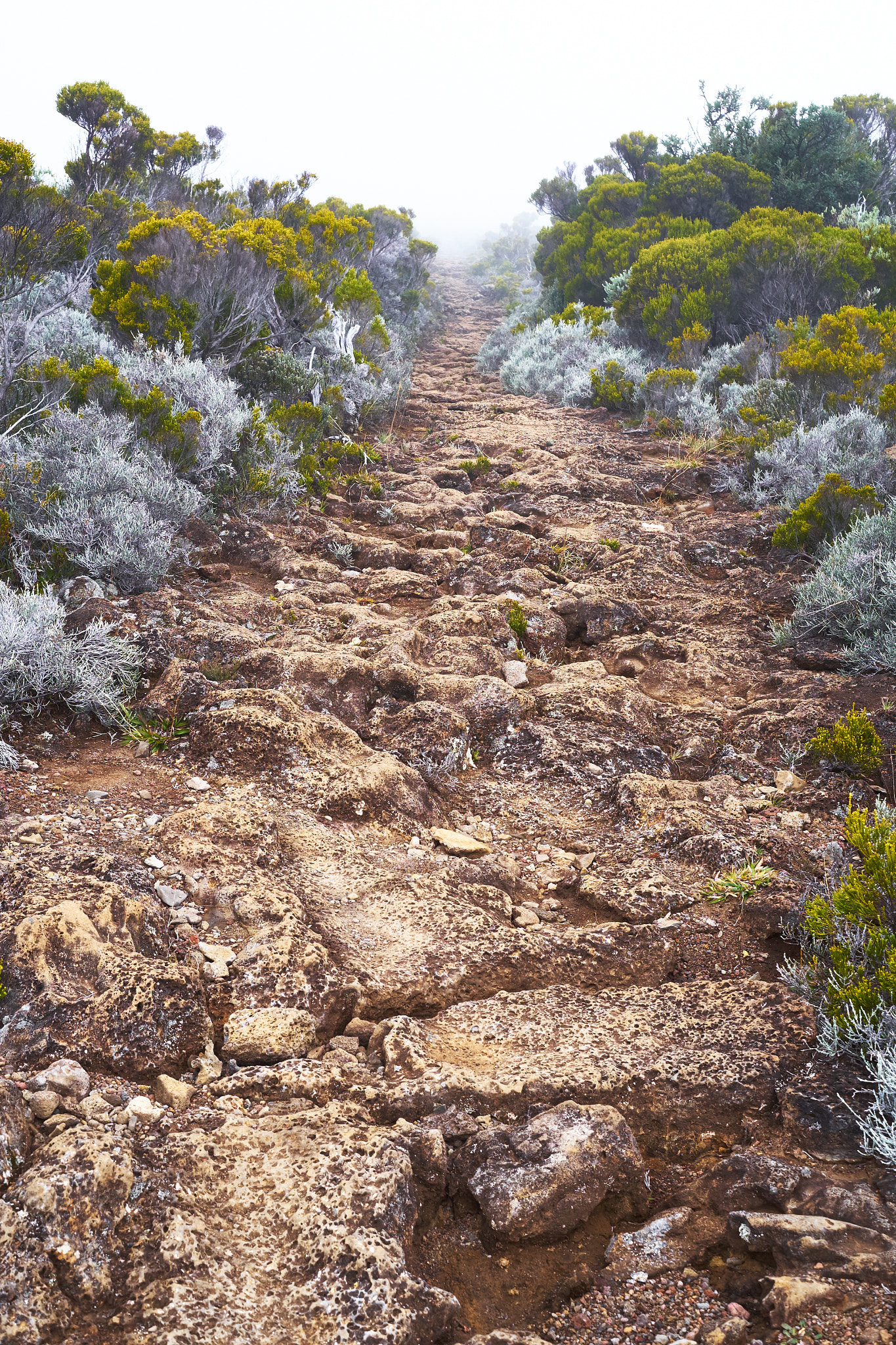 Fujifilm X-E1 + Fujifilm XF 27mm F2.8 sample photo. Footway disappearing in the fog photography