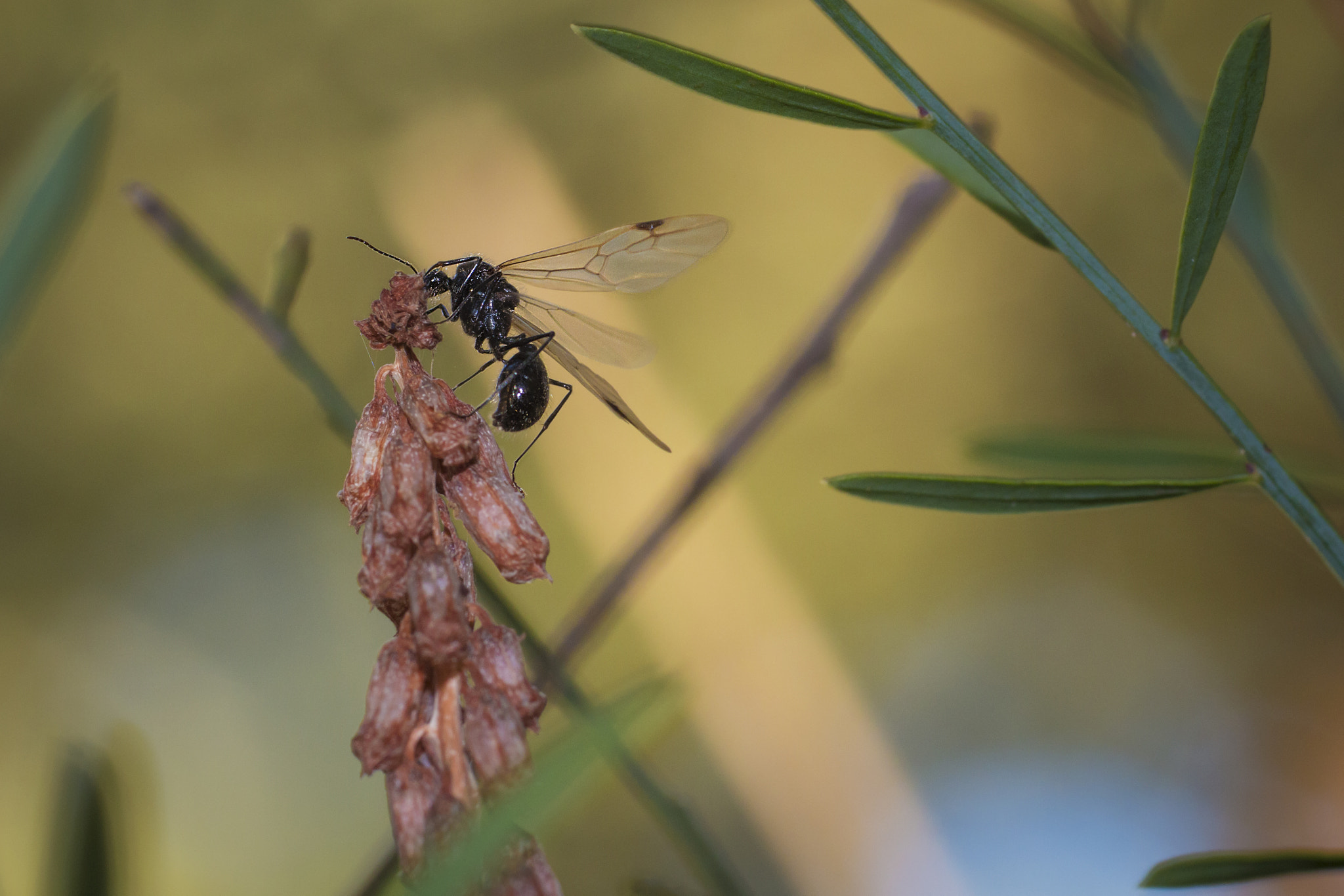 Canon EOS 70D + Canon EF 135mm F2L USM sample photo. Ant with wings. photography