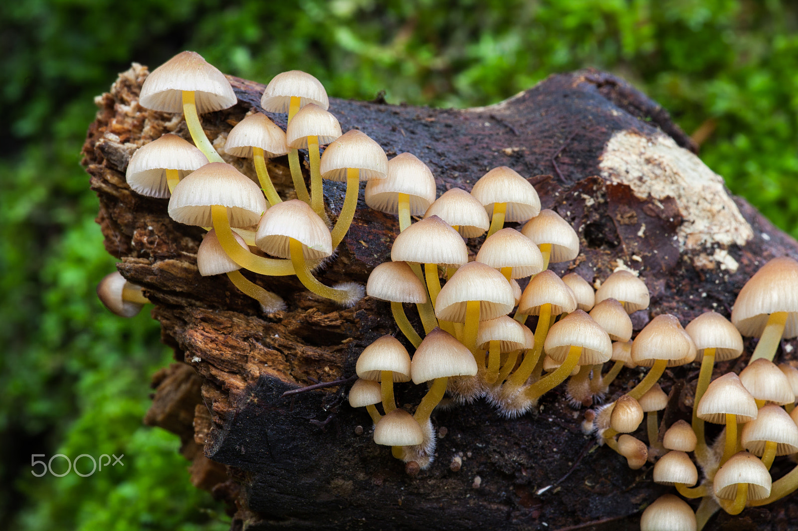 Canon EF 180mm F3.5L Macro USM sample photo. Mushrooms photography