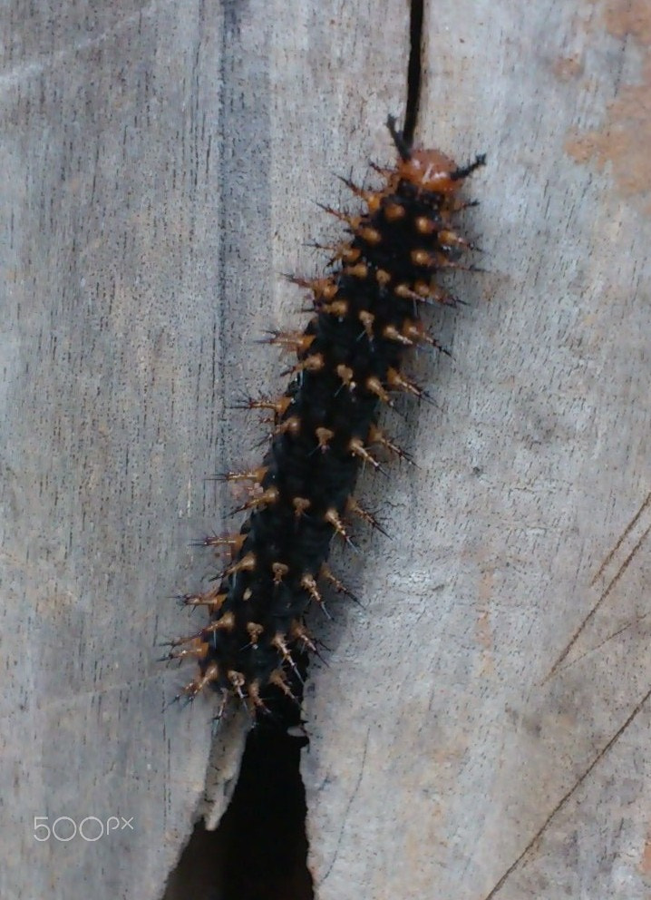 Sony Ericsson Xperia ray sample photo. Horn worm (??) photography