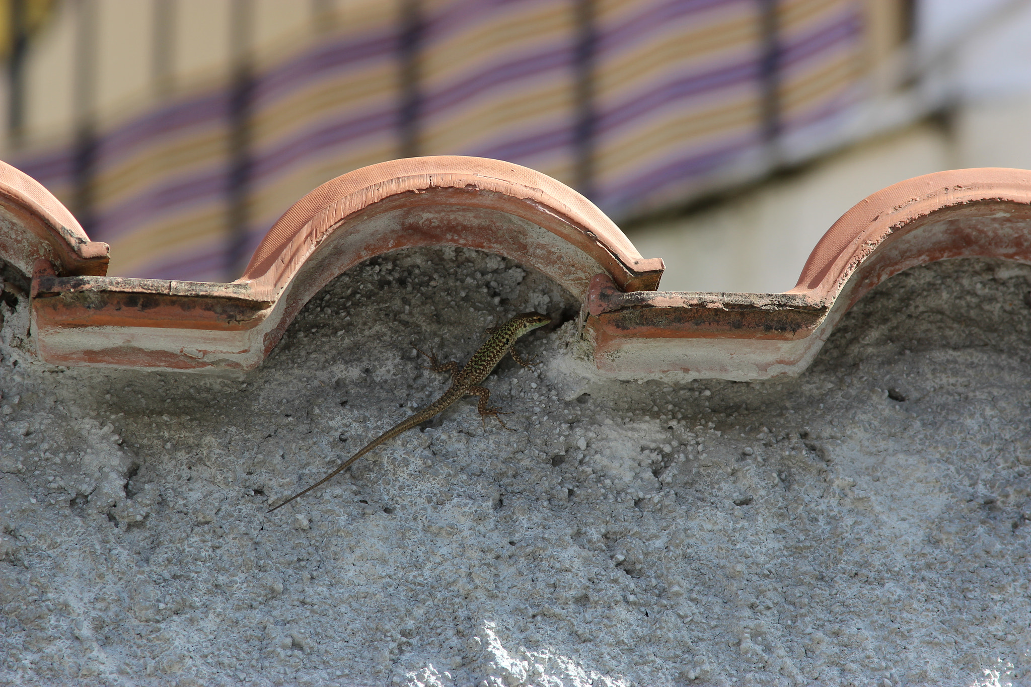 Canon EF 28-135mm F3.5-5.6 IS USM sample photo