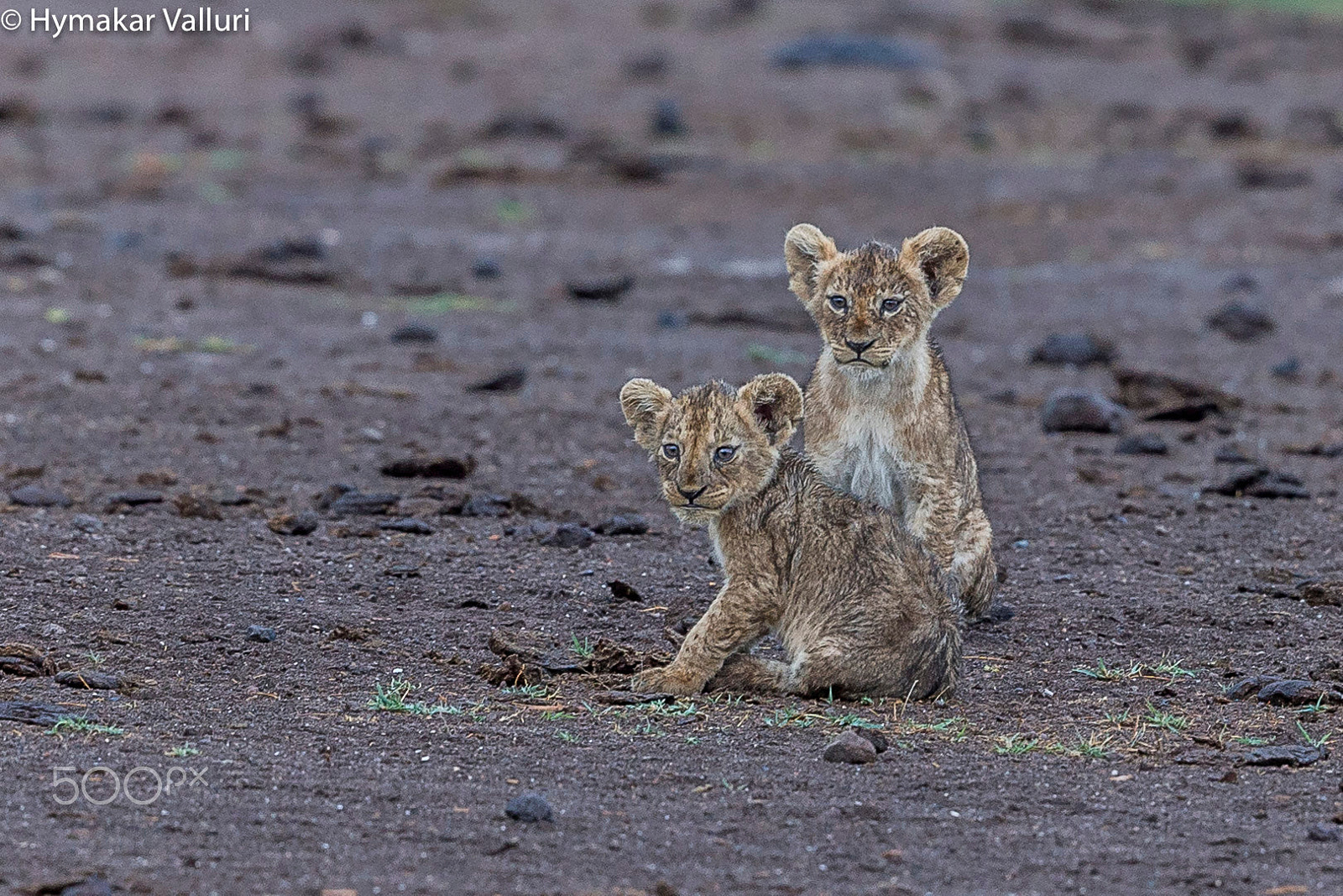 Canon EF 500mm F4L IS II USM sample photo. Cubs photography