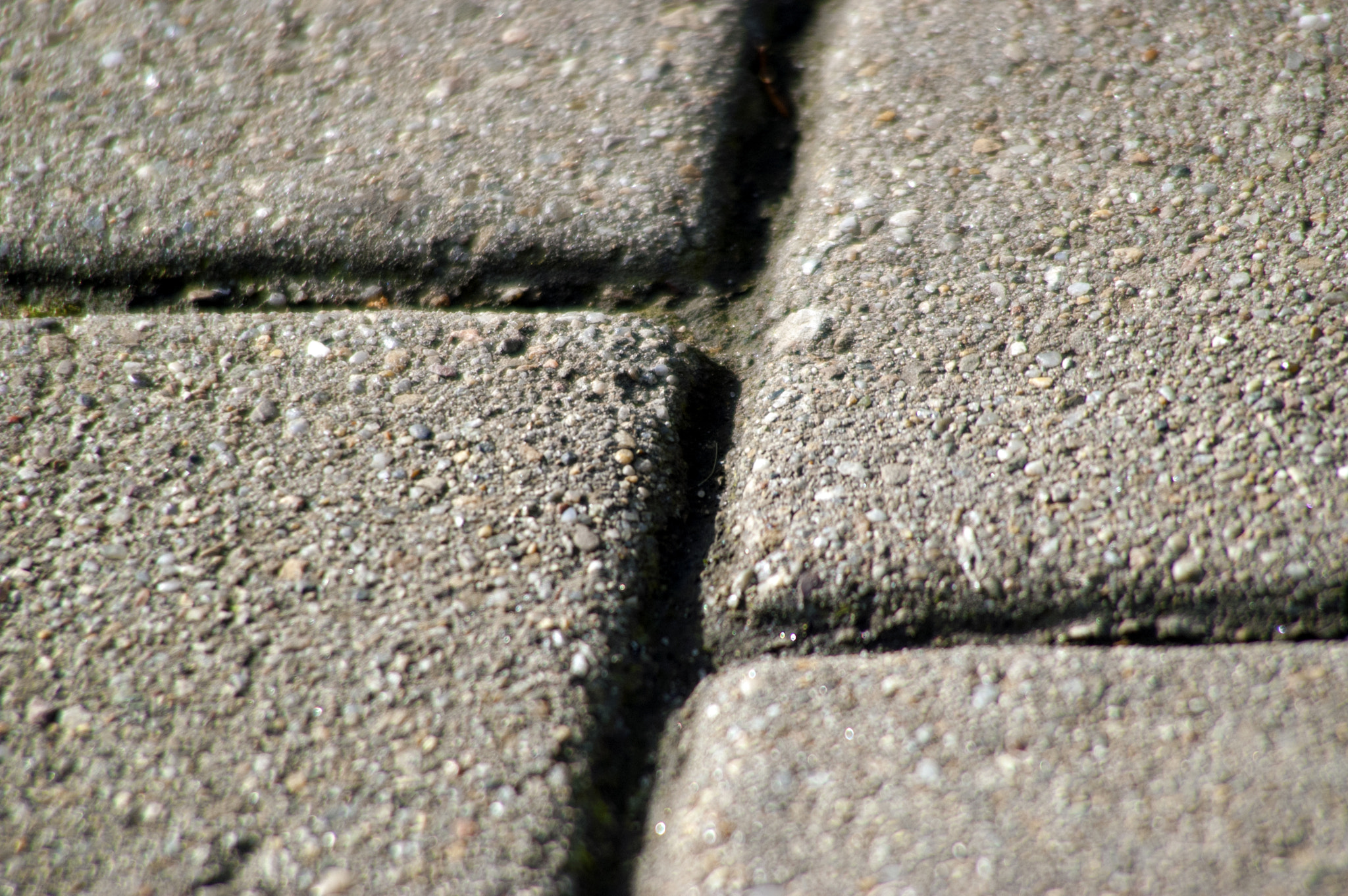 KONICA MINOLTA MAXXUM 5D sample photo. Bordom breeds art photography