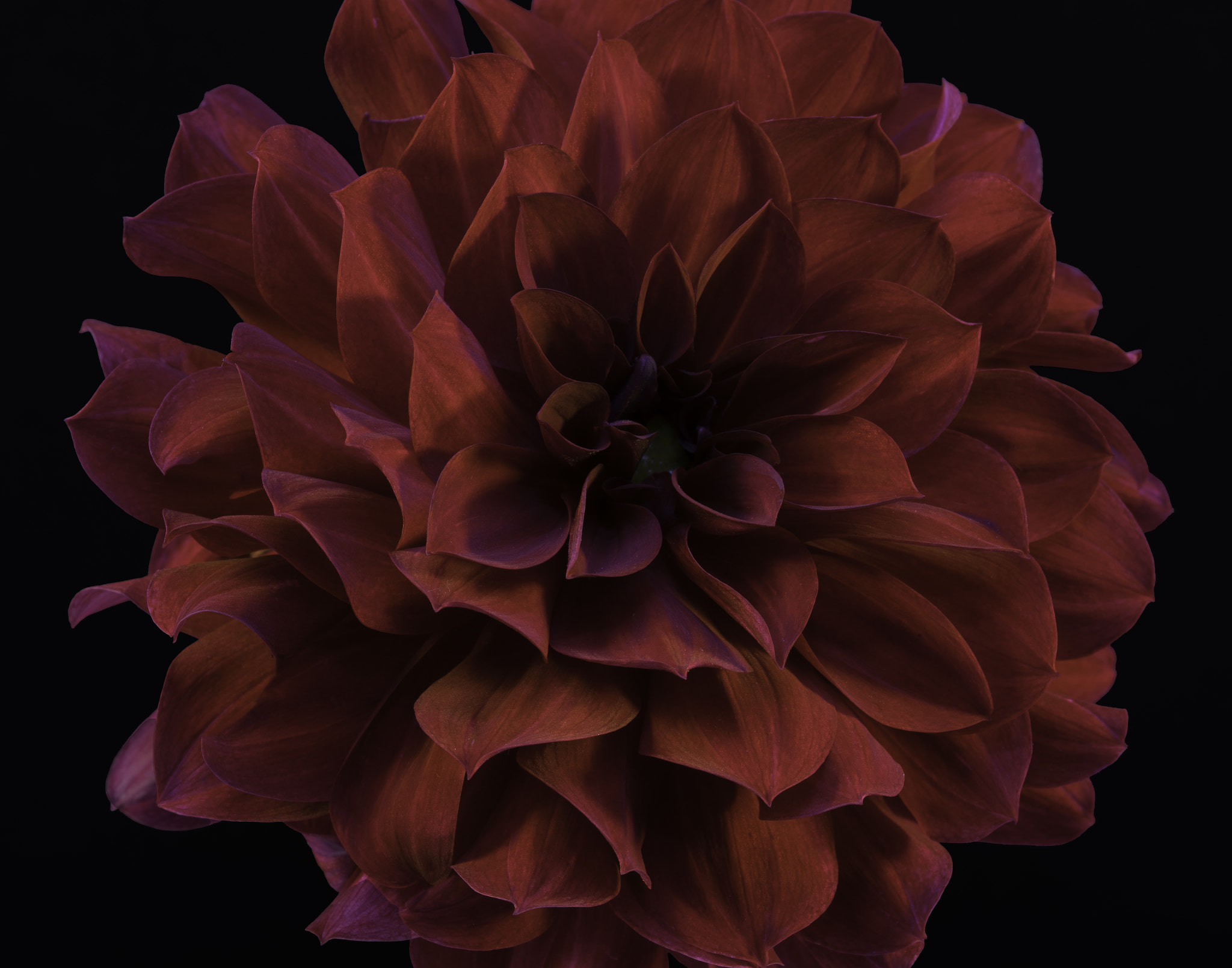 Sony a7 sample photo. Red dahlia. photography