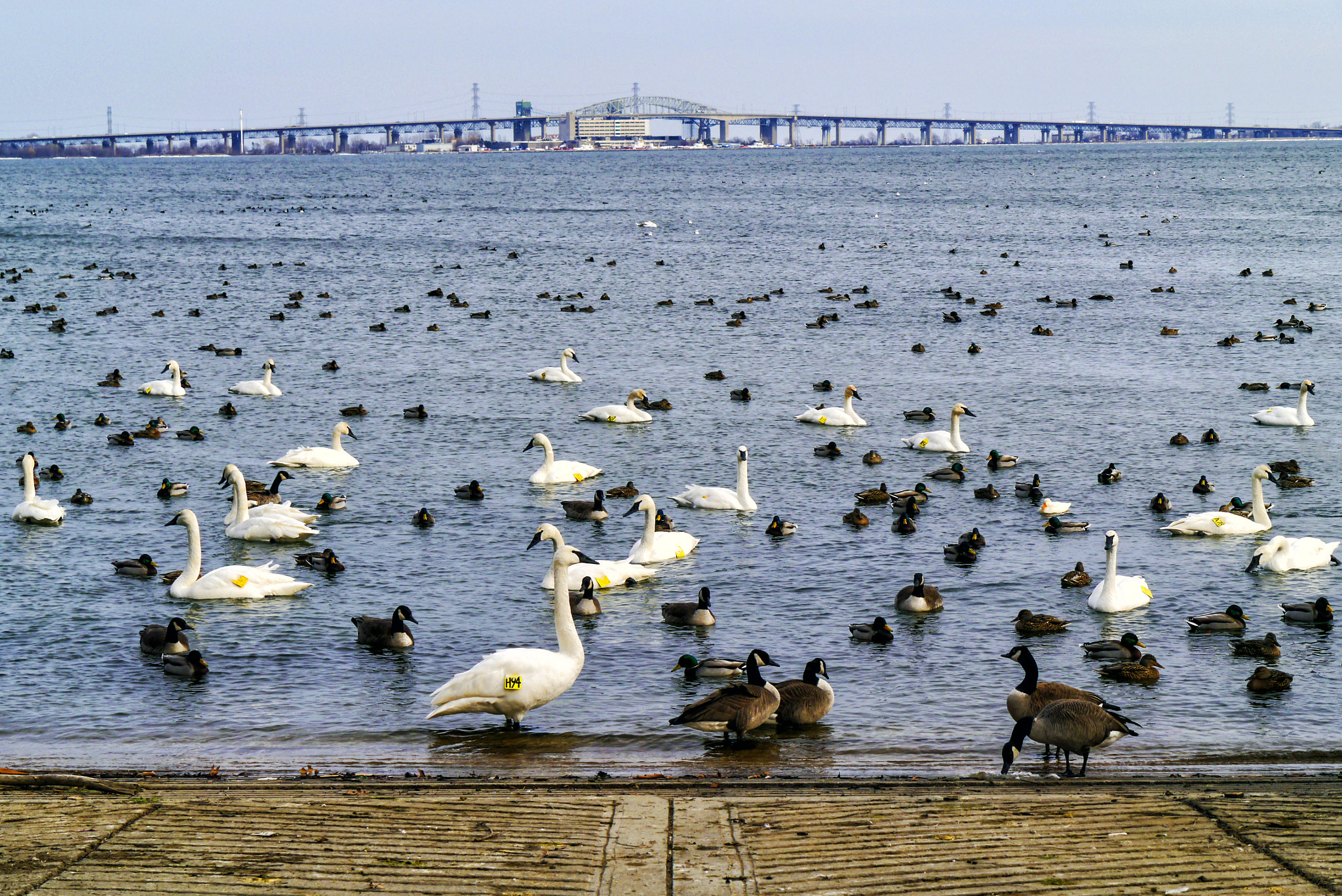 Panasonic Lumix DMC-GX1 sample photo. La salle park & marina photography