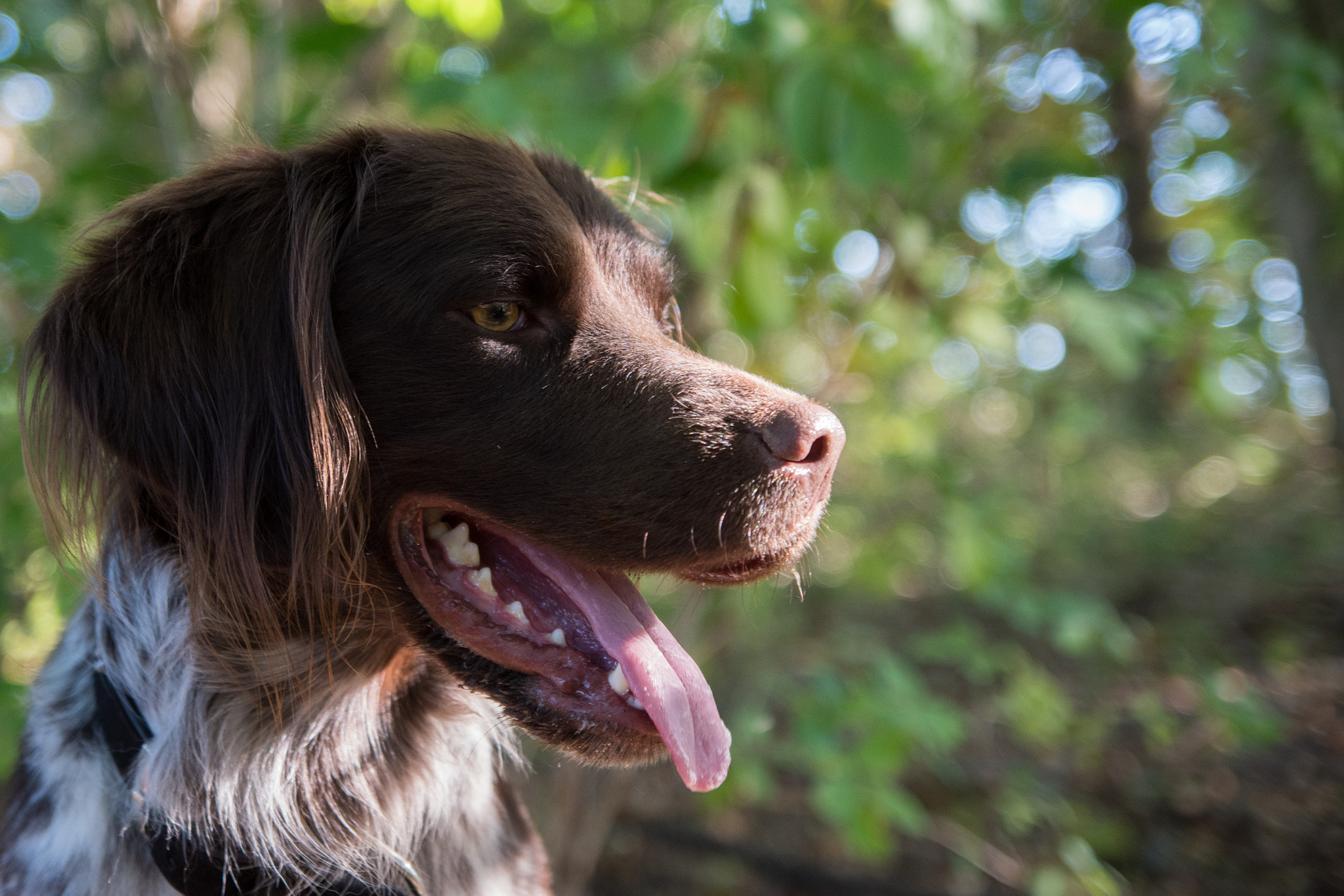 Sony SLT-A68 sample photo. Quincy photography