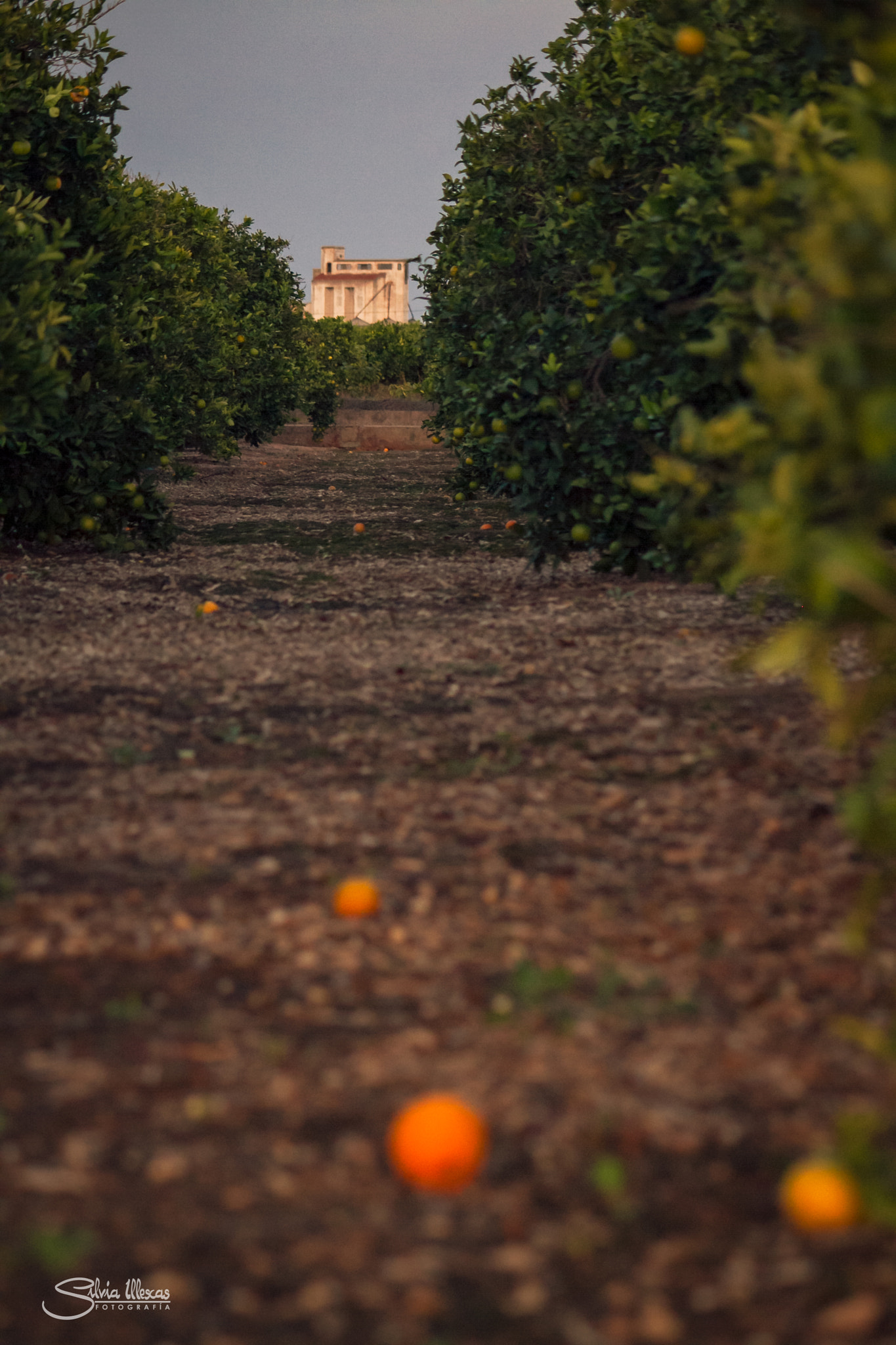 Canon EF-S 55-250mm F4-5.6 IS sample photo. Entre naranjos photography