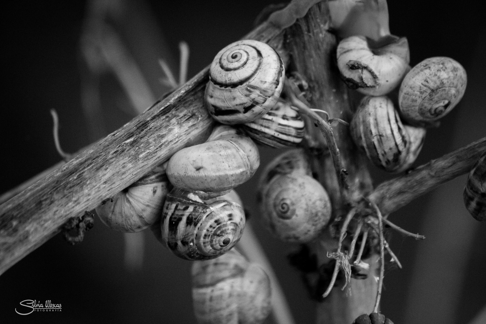 Canon EF-S 55-250mm F4-5.6 IS sample photo. Refugios naturales photography