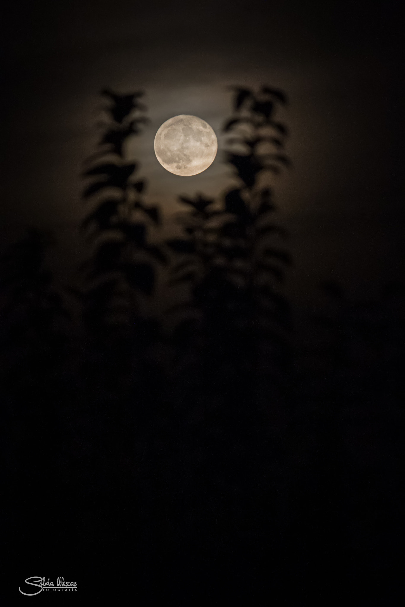 Canon EF-S 55-250mm F4-5.6 IS sample photo. Luna lunar photography