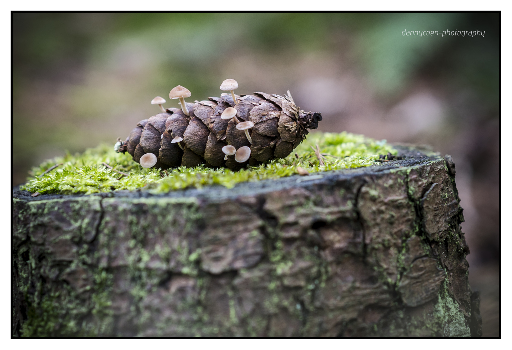 Nikon D3S + Sigma 85mm F1.4 EX DG HSM sample photo. Small things count ! photography