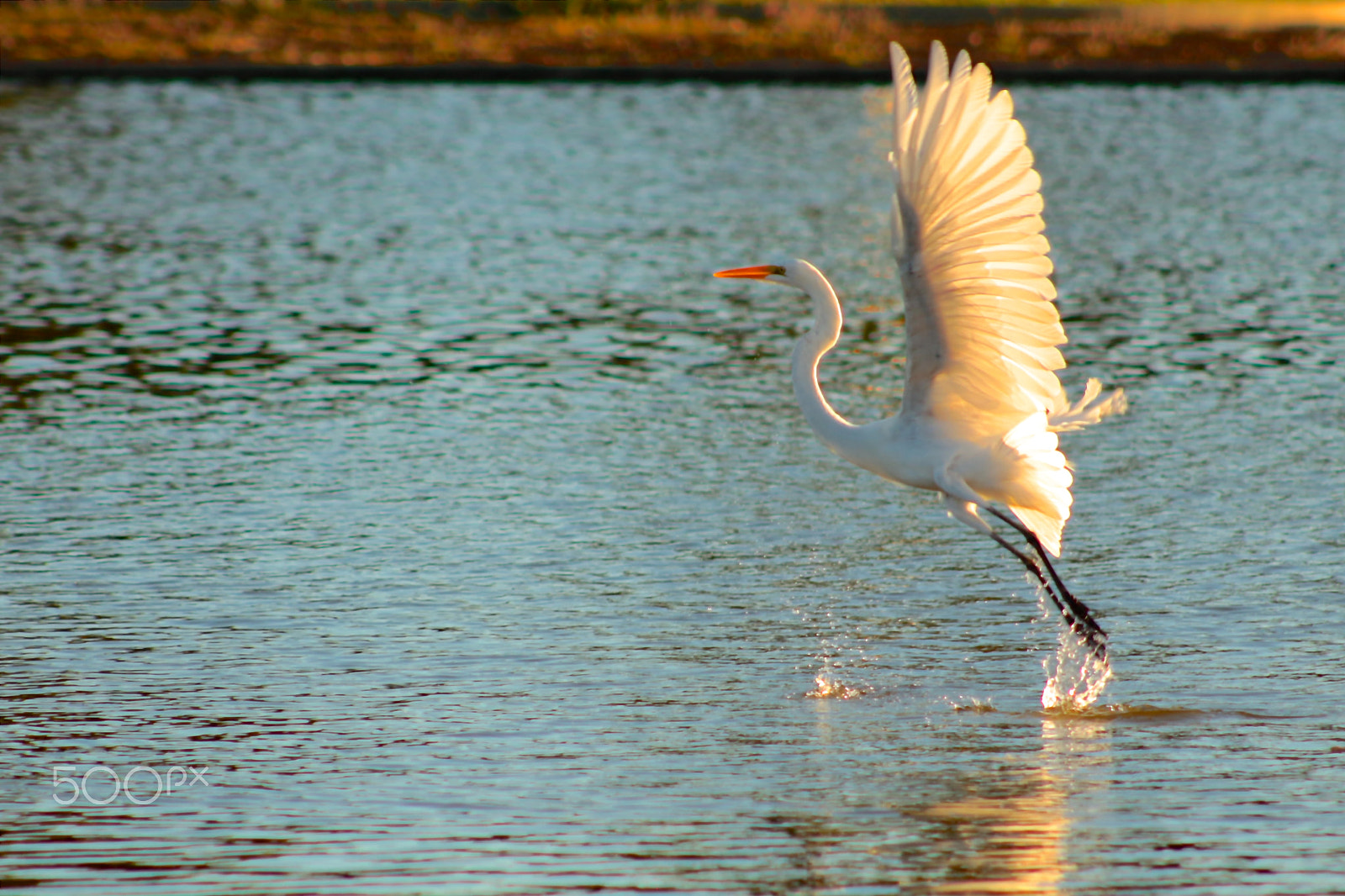 Canon EOS 650D (EOS Rebel T4i / EOS Kiss X6i) + EF75-300mm f/4-5.6 sample photo. Golden hour photography