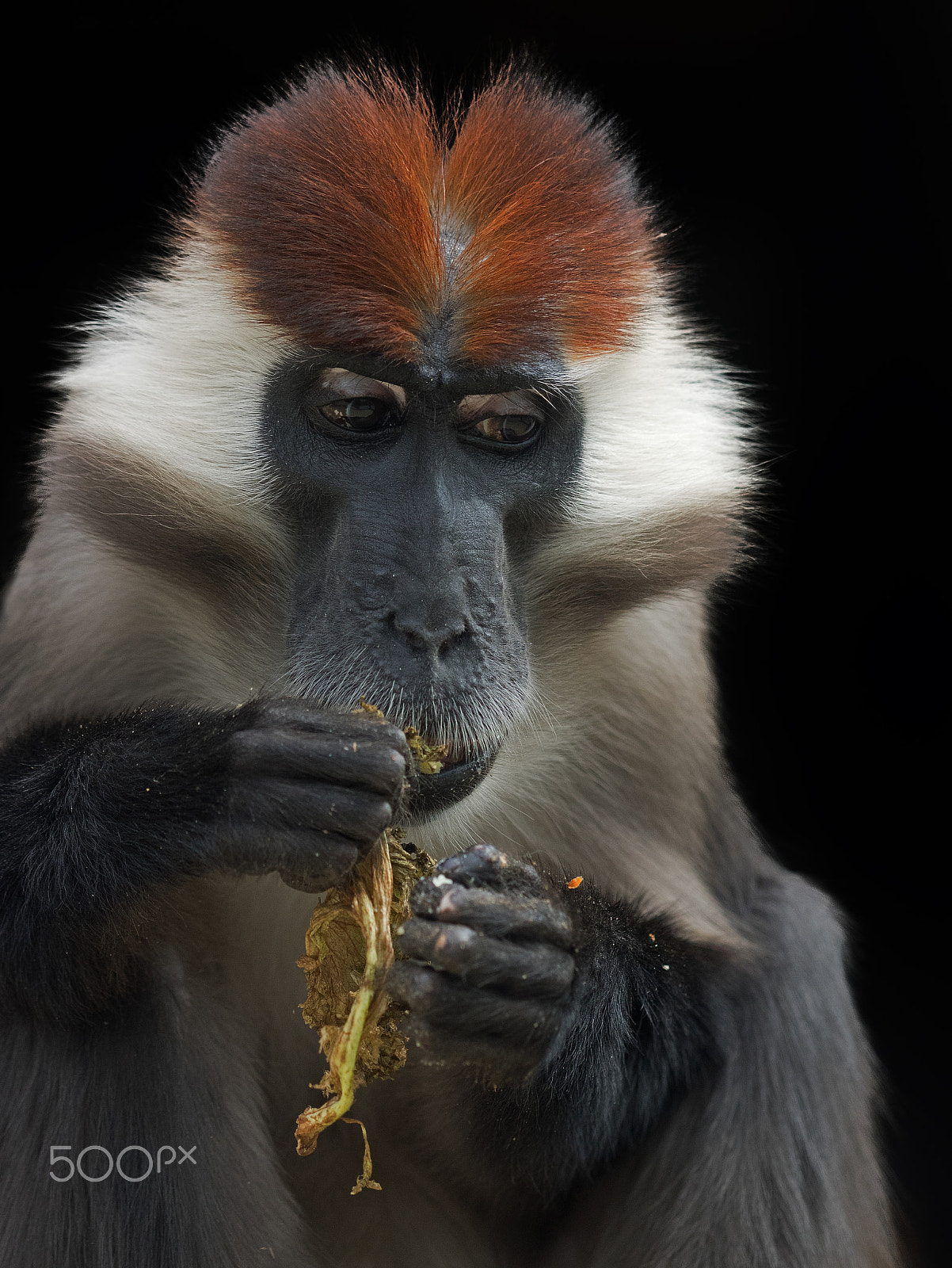 Olympus OM-D E-M1 sample photo. Monkey photography