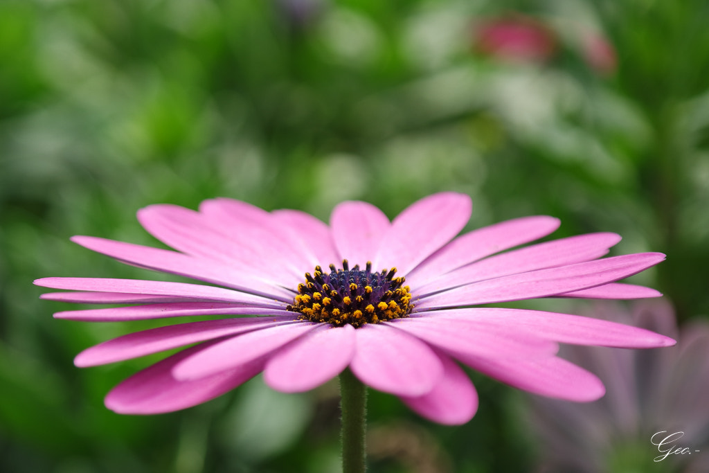 Samsung NX3000 + NX 18-55mm F3.5-5.6 sample photo. Pollen photography