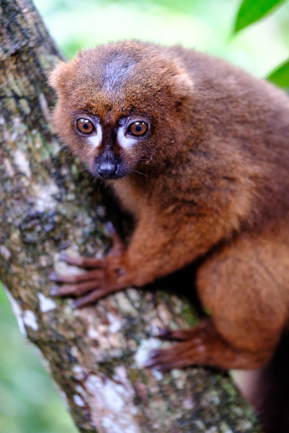 Fujifilm X-Pro2 + Fujifilm XF 50-140mm F2.8 R LM OIS WR sample photo. Golden bamboo lemur photography