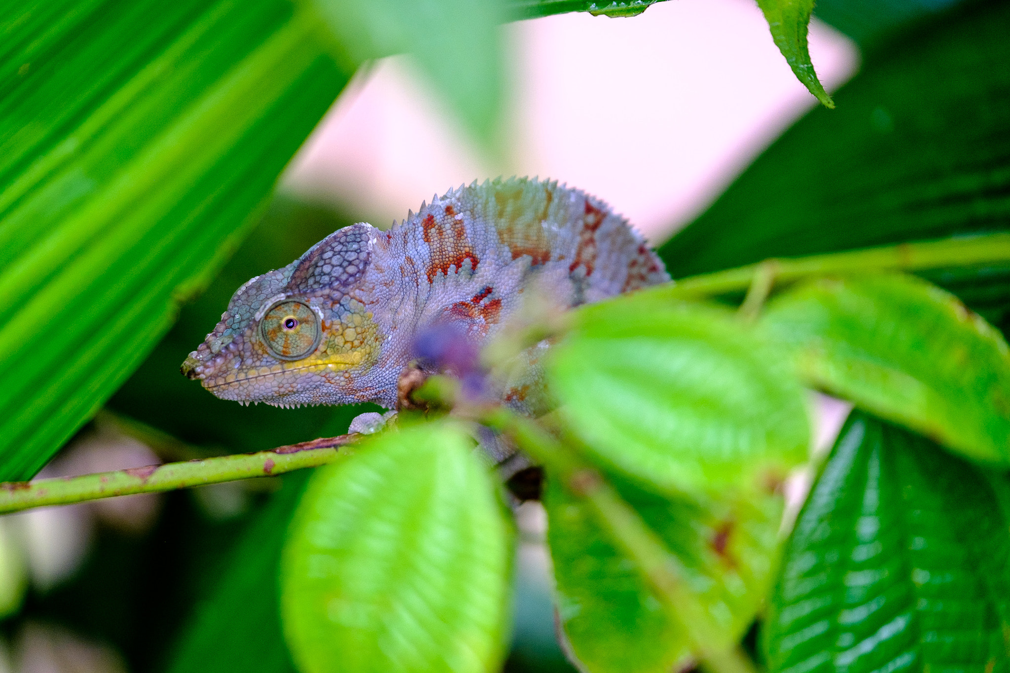 Fujifilm X-Pro2 + Fujifilm XF 50-140mm F2.8 R LM OIS WR sample photo. Panther chameleon photography