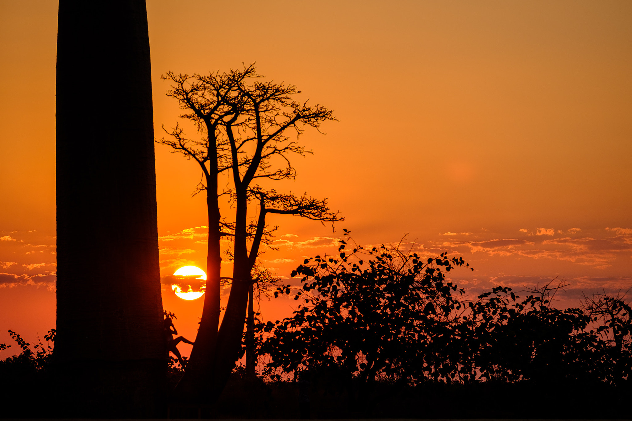 Fujifilm X-Pro2 + Fujifilm XF 50-140mm F2.8 R LM OIS WR sample photo. Sunset with baobabs photography