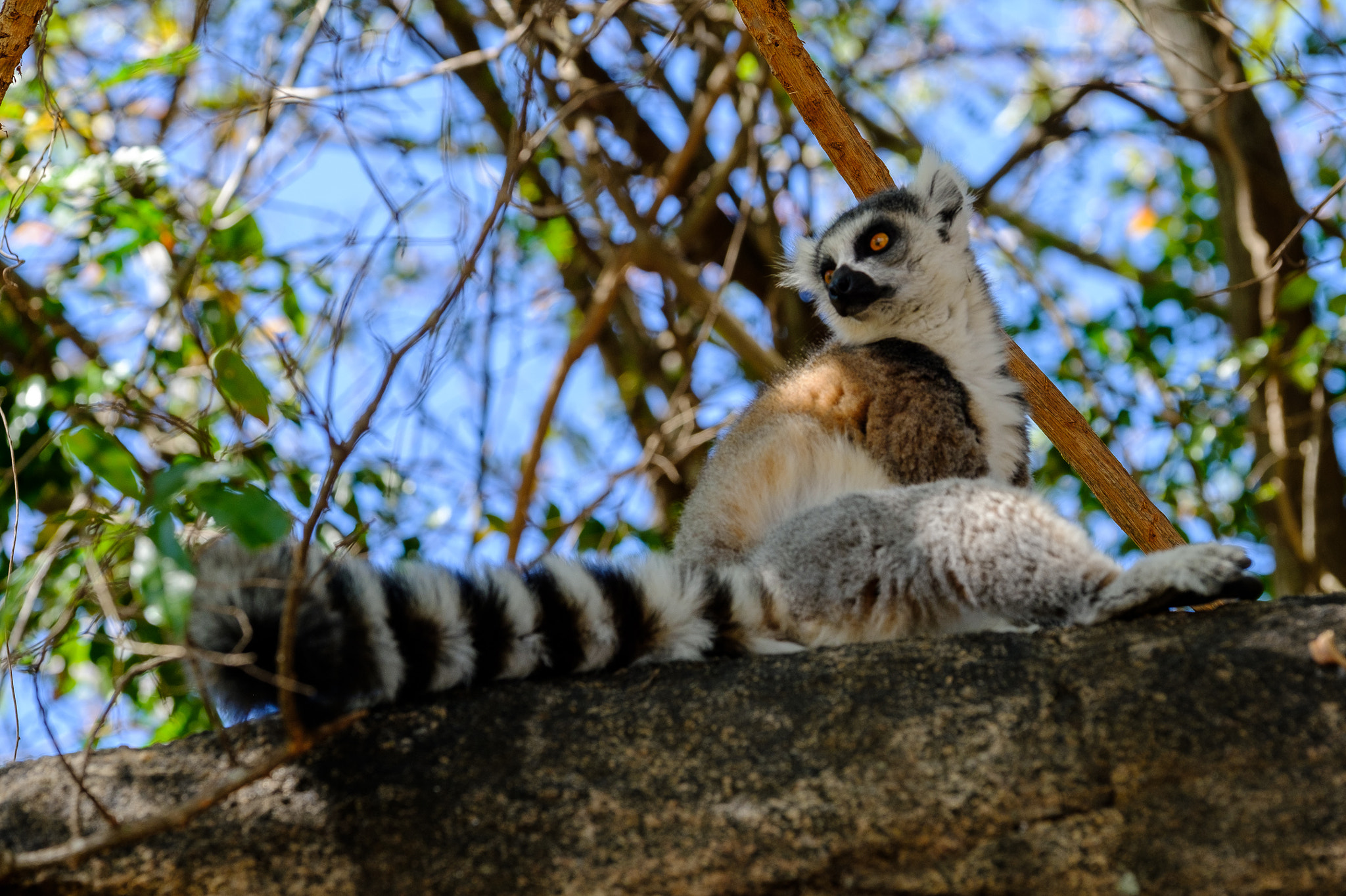 Fujifilm X-Pro2 + Fujifilm XF 50-140mm F2.8 R LM OIS WR sample photo. Ring-tailed lemur photography