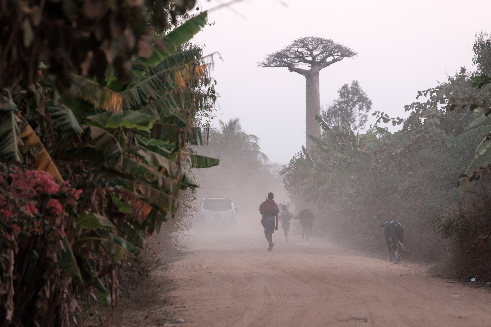 XF50-140mmF2.8 R LM OIS WR + 1.4x sample photo. Moving on madagascar roads photography