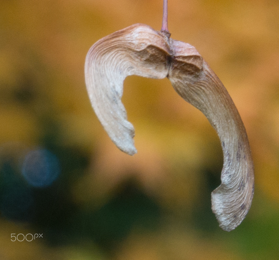 Panasonic Lumix DMC-GH3 sample photo. Sycamore maple seedpod photography