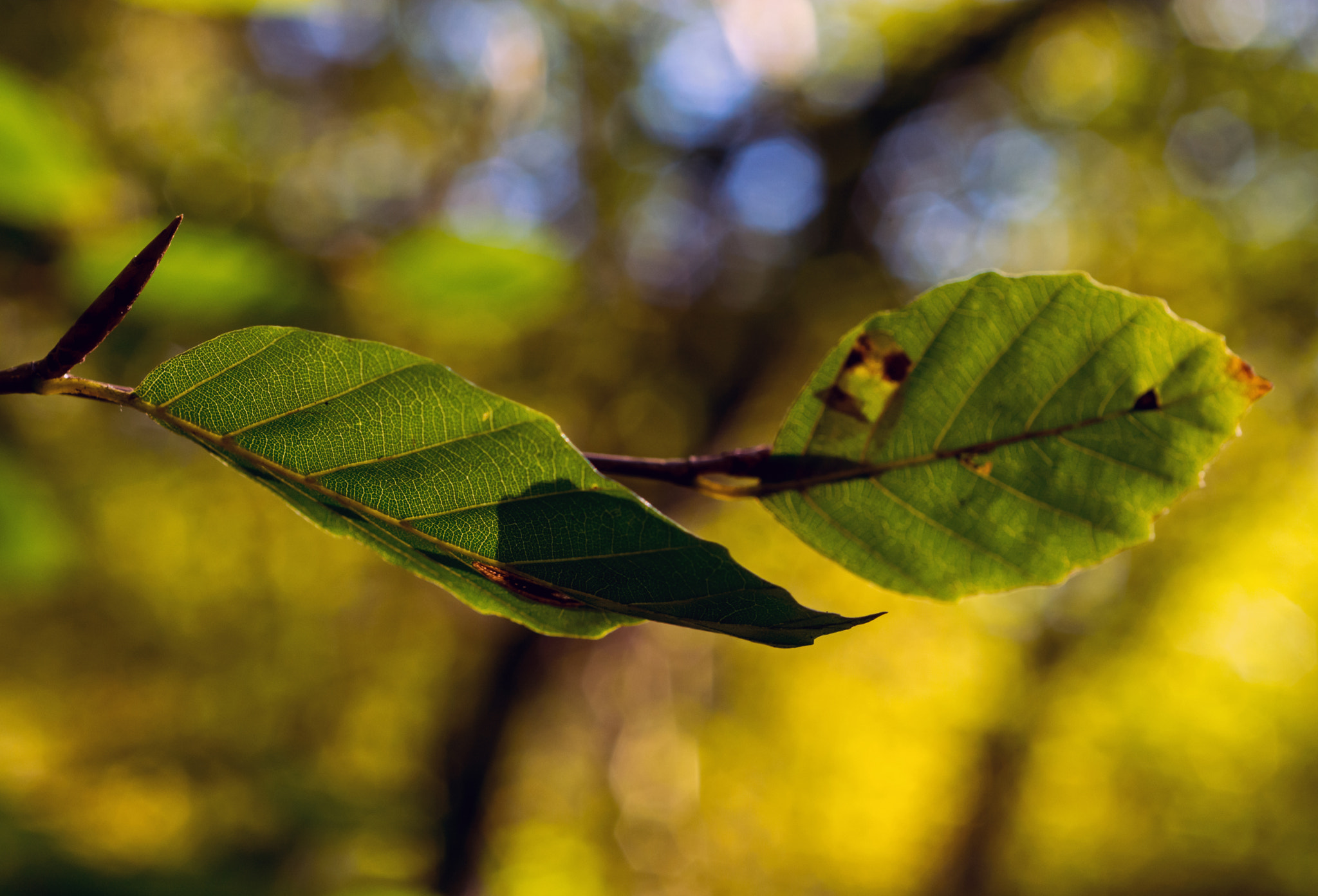 Nikon D7100 + AF Micro-Nikkor 60mm f/2.8 sample photo. Caught in autumn light. photography