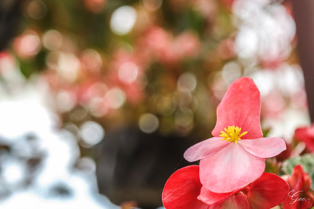 Samsung NX3000 + NX 18-55mm F3.5-5.6 sample photo. Pink bokeh photography