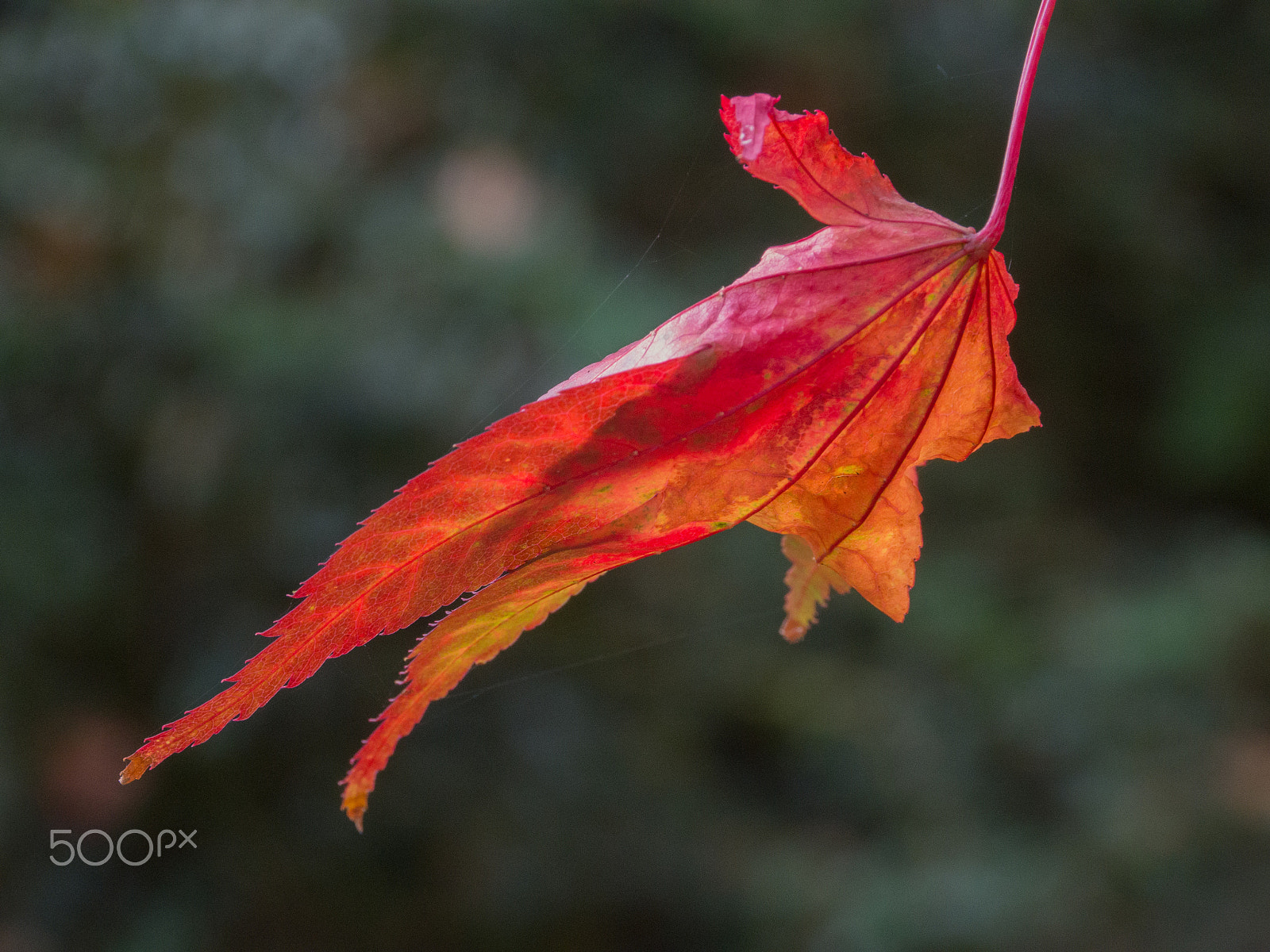 Panasonic Lumix DMC-GH3 sample photo. Auturn leaf photography